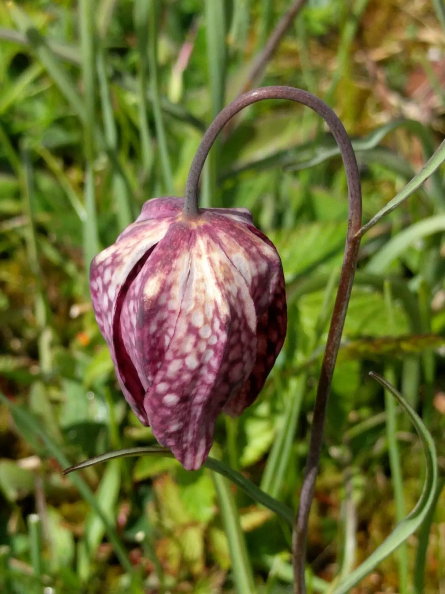Snake's Head Fritillary (Fritillaria Meleagris) — biodiversity-friendly garden environment