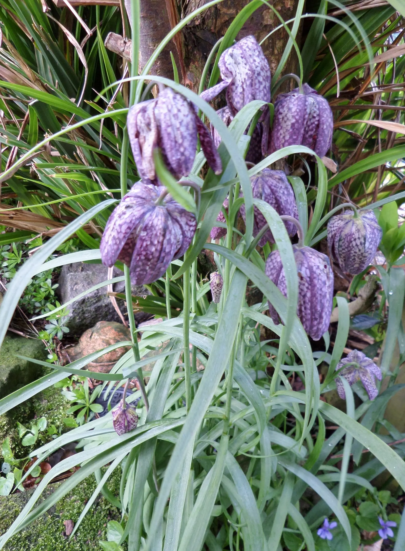 Snake's Head Fritillary (Fritillaria Meleagris) — well-drained soils and partial shade