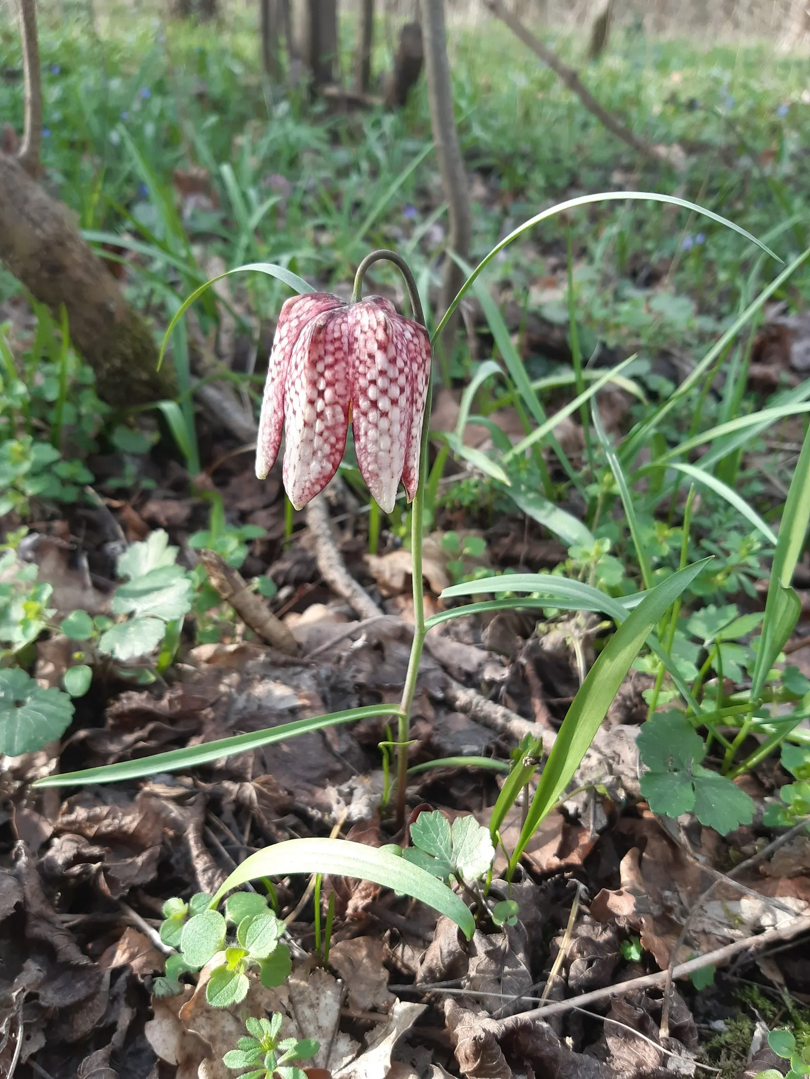 Snake's Head Fritillary (Fritillaria Meleagris) — it is essential to consider the growing conditions for the Snake's Head Fritillary; bulb for full, image 129