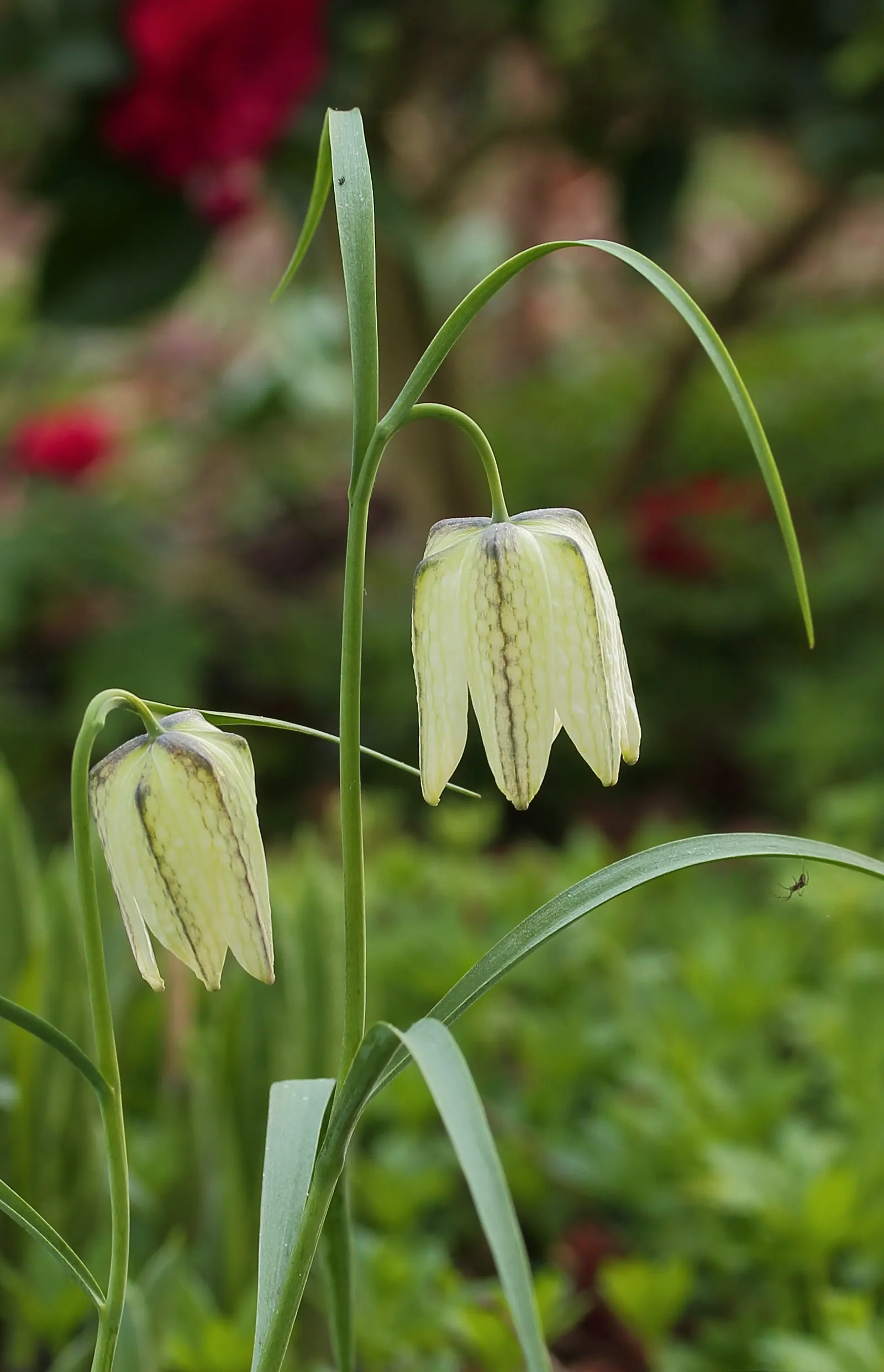 Snake's Head Fritillary (Fritillaria Meleagris) — scientifically named Fritillaria meleagris; bulb with purple and red and white blooms, image 106