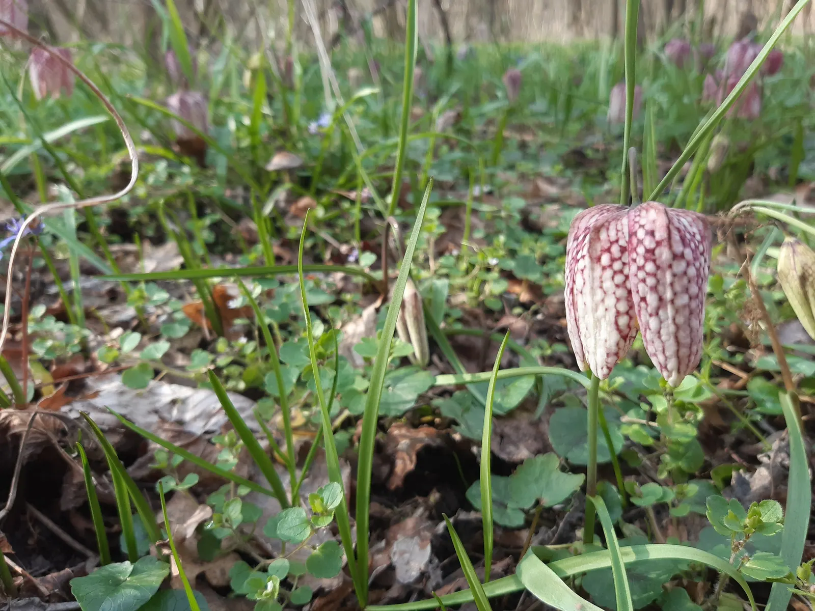 Snake's Head Fritillary (Fritillaria Meleagris) — Renowned for its checkered, bell-shaped blooms in purple or white, it thrives in USDA Zones 4-8; it is
