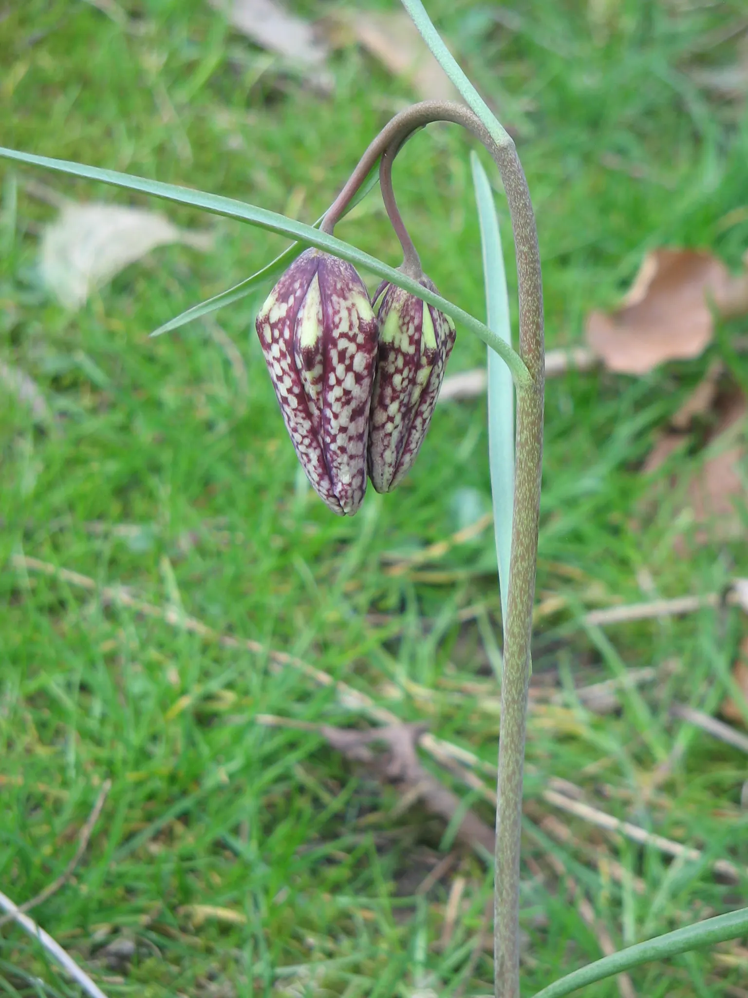 Snake's Head Fritillary (Fritillaria Meleagris) — Gardeners should be aware that while it's resistant to deer browsing; it is essential to consider the growing