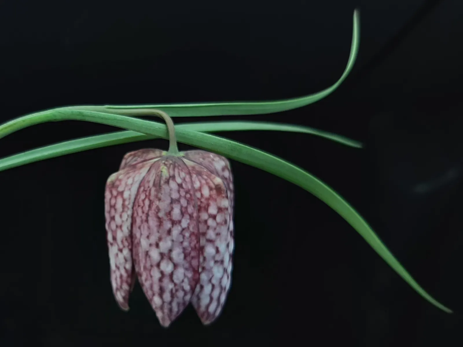 Snake's Head Fritillary (Fritillaria Meleagris) — This species is also known to attract pollinators, adding ecological value to a landscape design, image 55
