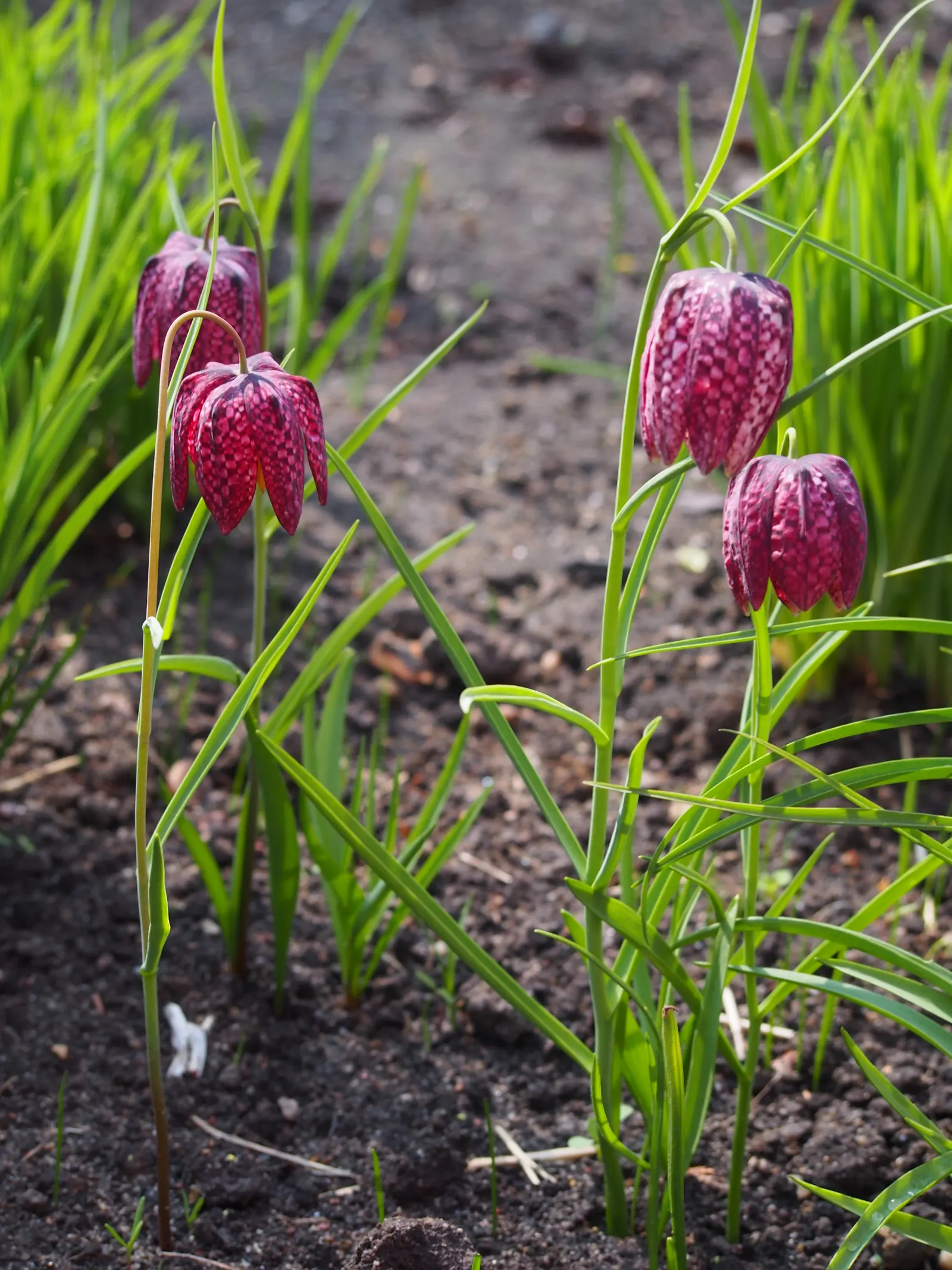 Snake's Head Fritillary (Fritillaria Meleagris) — at a depth of about 4 inches; they exhibit a checkered pattern in hues of purple, image 73