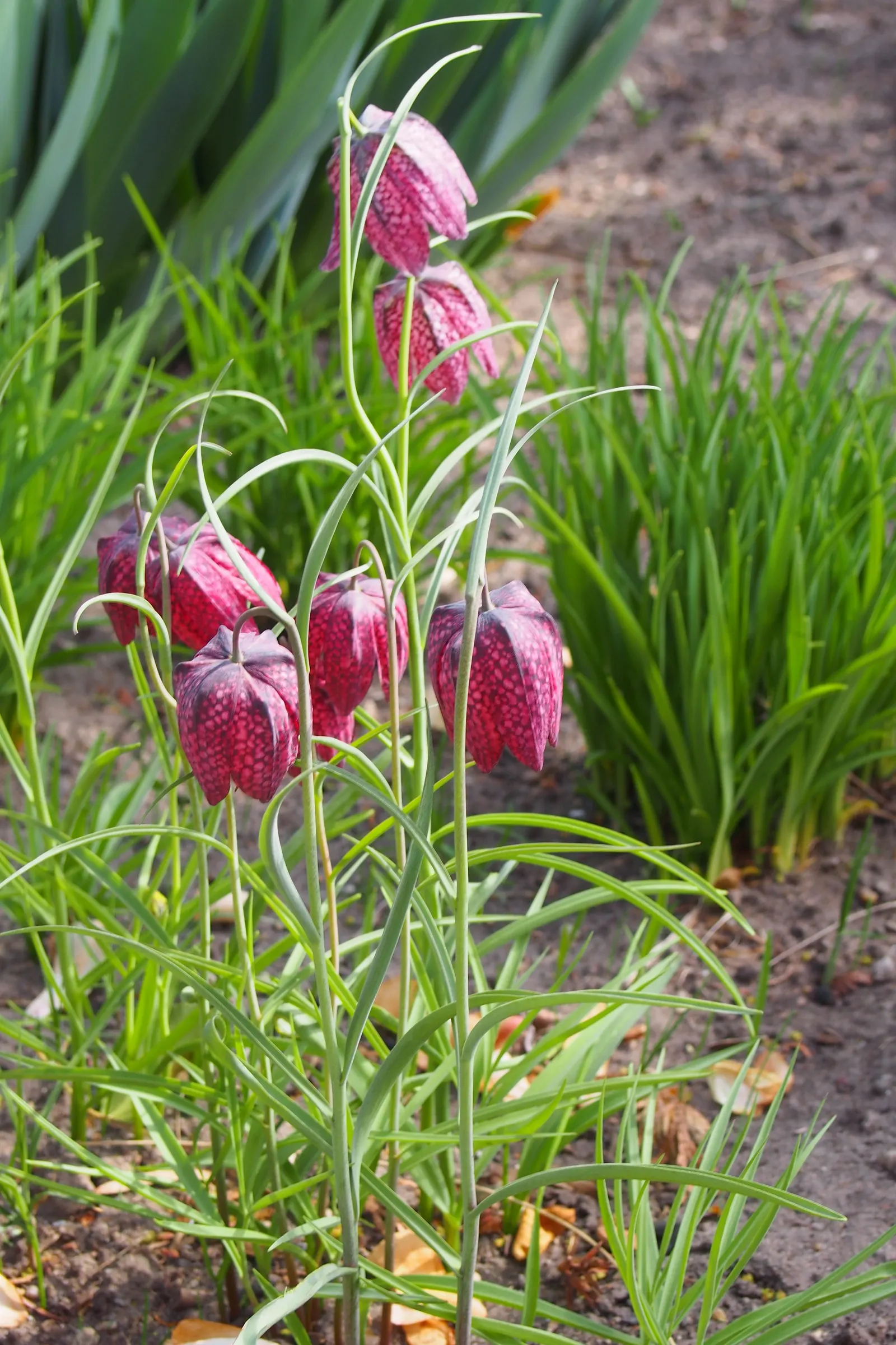 Snake's Head Fritillary (Fritillaria Meleagris) — they exhibit a checkered pattern in hues of purple; at a depth of about 4 inches, image 88