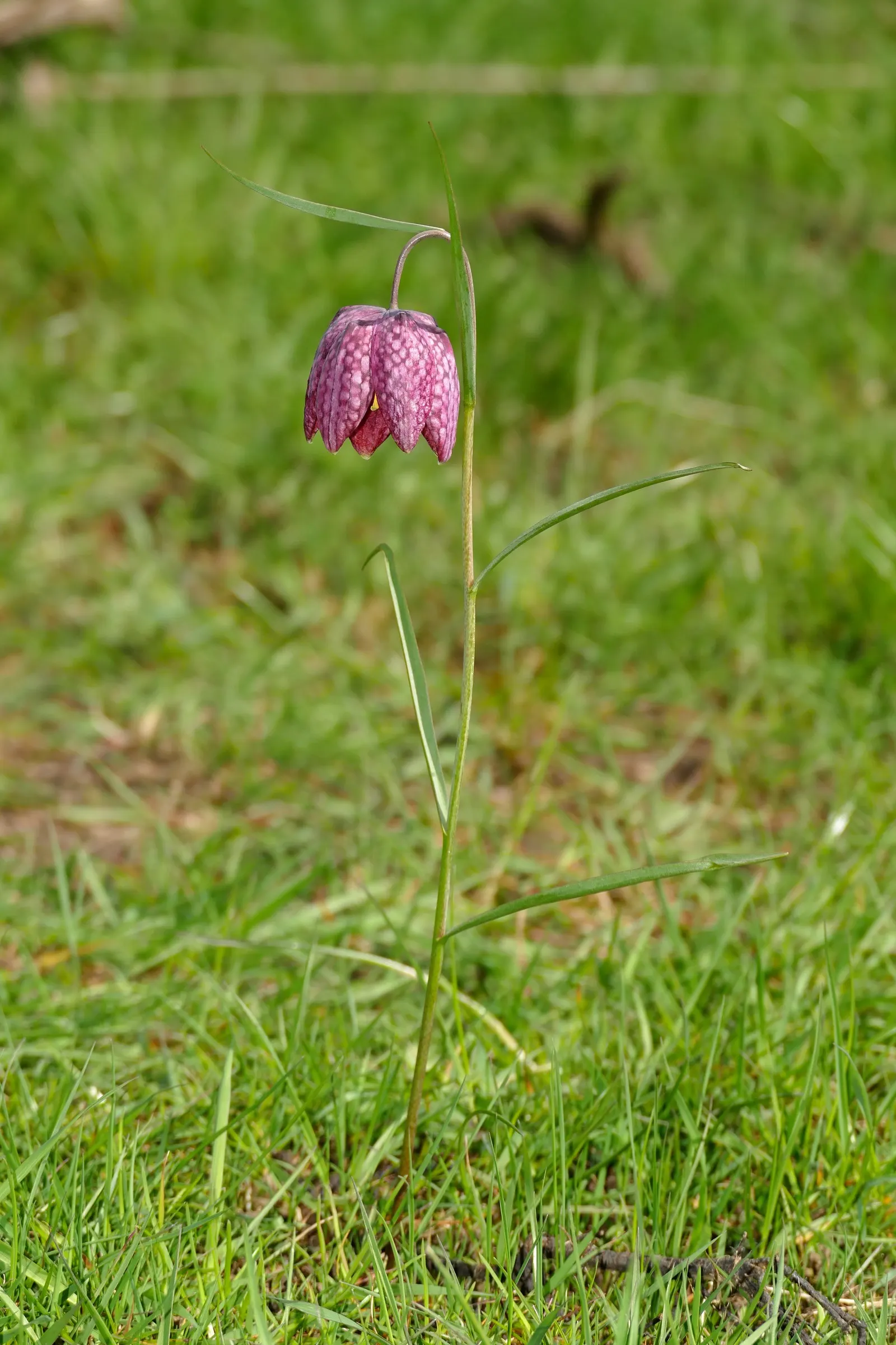 Snake's Head Fritillary (Fritillaria Meleagris) — This plant thrives in full to partial sun with well-draining soil; is a striking and unique, image 50