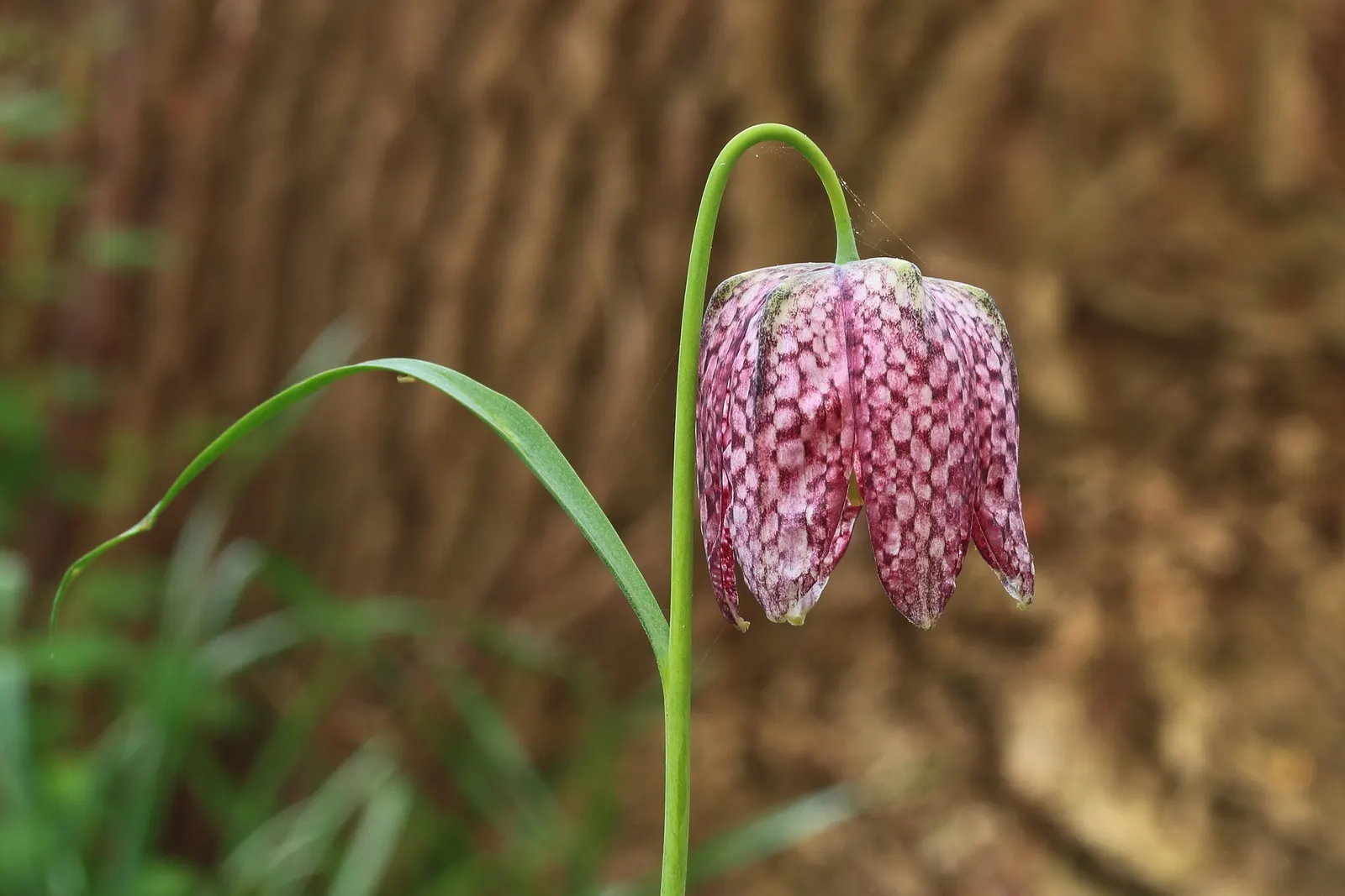 Snake's Head Fritillary (Fritillaria Meleagris) — as well as being an eye-catching addition to borders and beds; this species is also known to attract