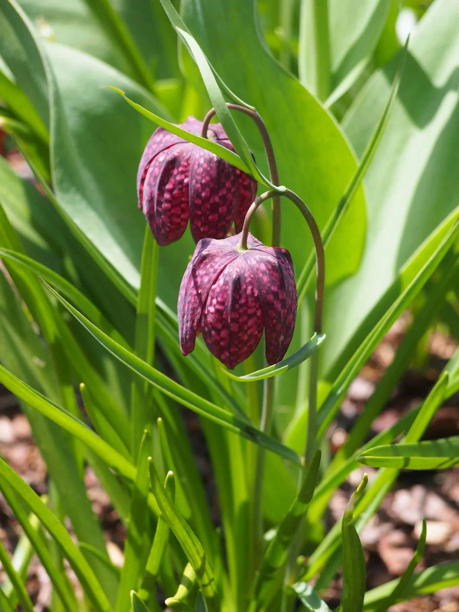 Snake's Head Fritillary (Fritillaria Meleagris) — biodiversity-friendly garden environment; gardeners should be aware that while it's resistant to, image 77