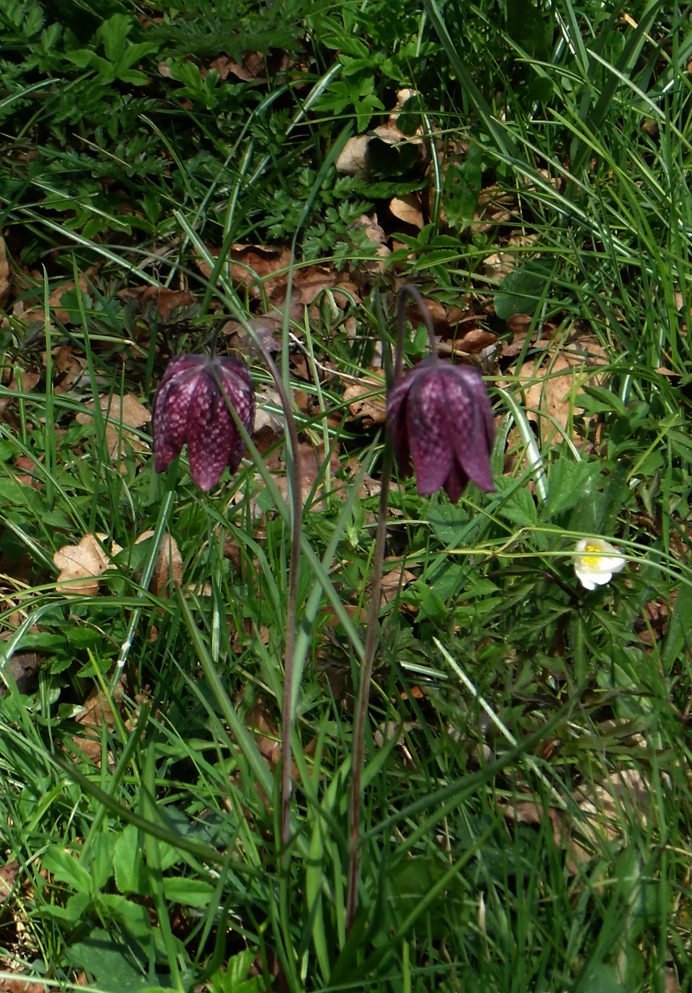 Snake's Head Fritillary (Fritillaria Meleagris) — Snake's Head Fritillary, Fritillaria meleagris, is a perennial bulb standing at 12-16 inches, image 41
