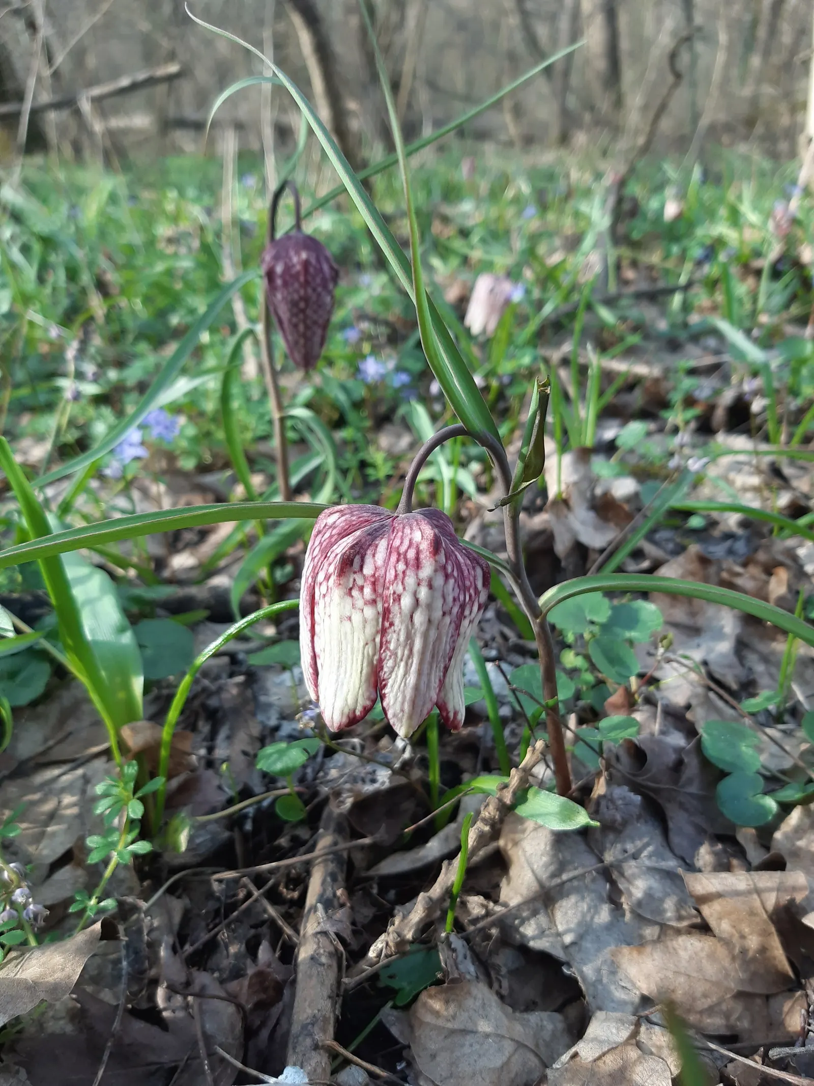 Snake's Head Fritillary (Fritillaria Meleagris) — It is notably suitable for zones 4-8 and is quite resilient to late spring frosts