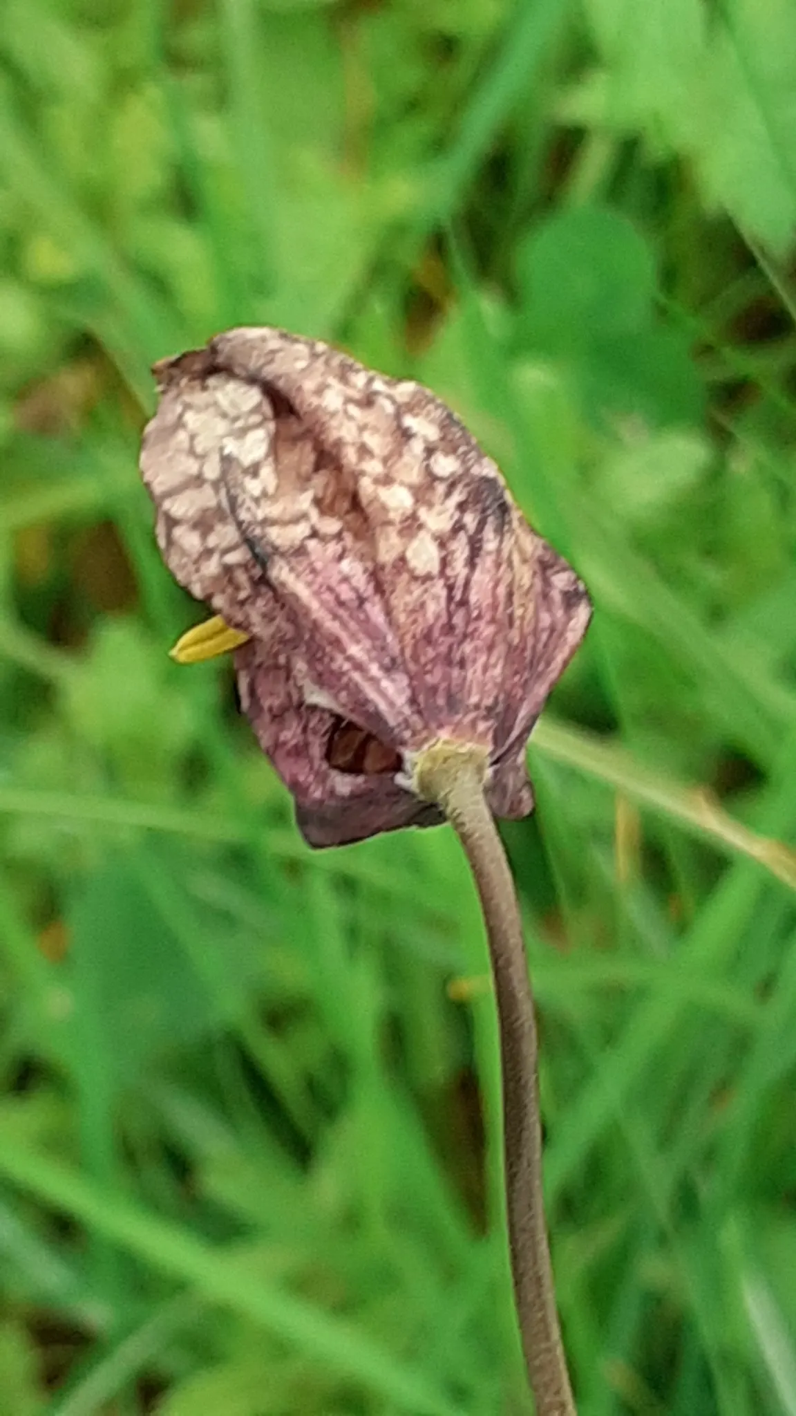 Snake's Head Fritillary (Fritillaria Meleagris) — Gardeners should be aware that while it's resistant to deer browsing; it is essential to consider, image 76