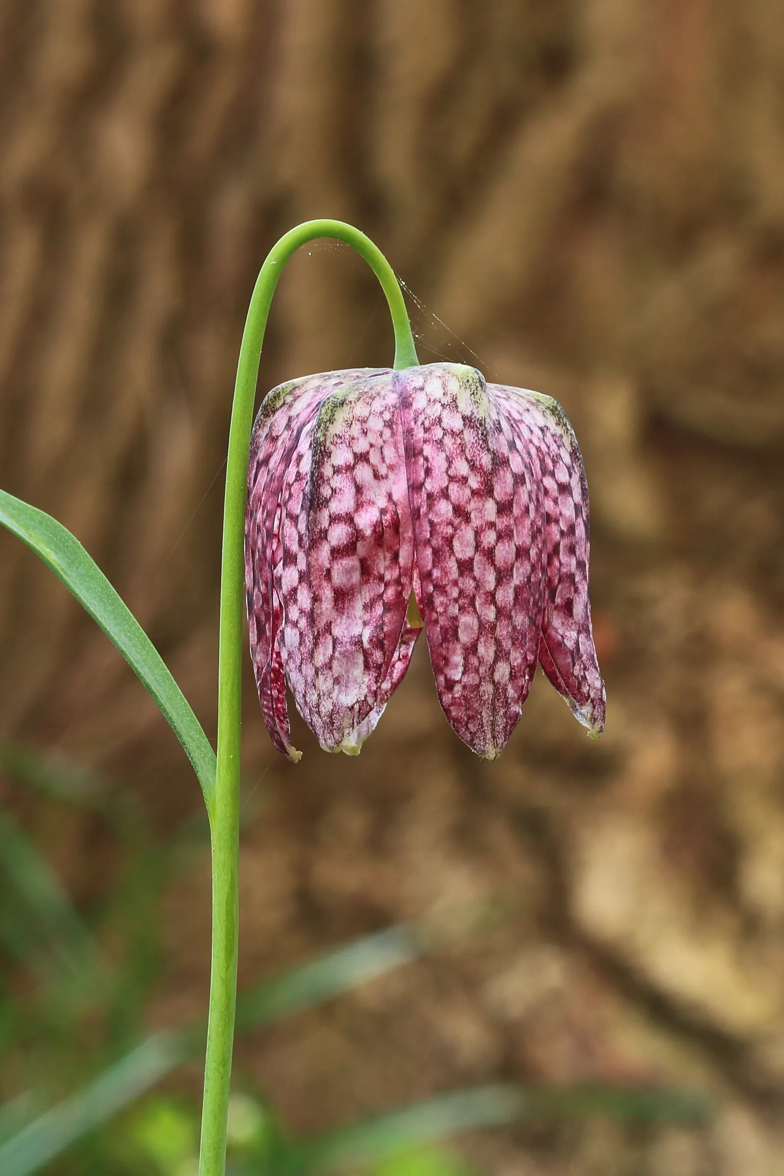 Snake's Head Fritillary (Fritillaria Meleagris) — biodiversity-friendly garden environment; gardeners should be aware that while it's resistant to, image 137