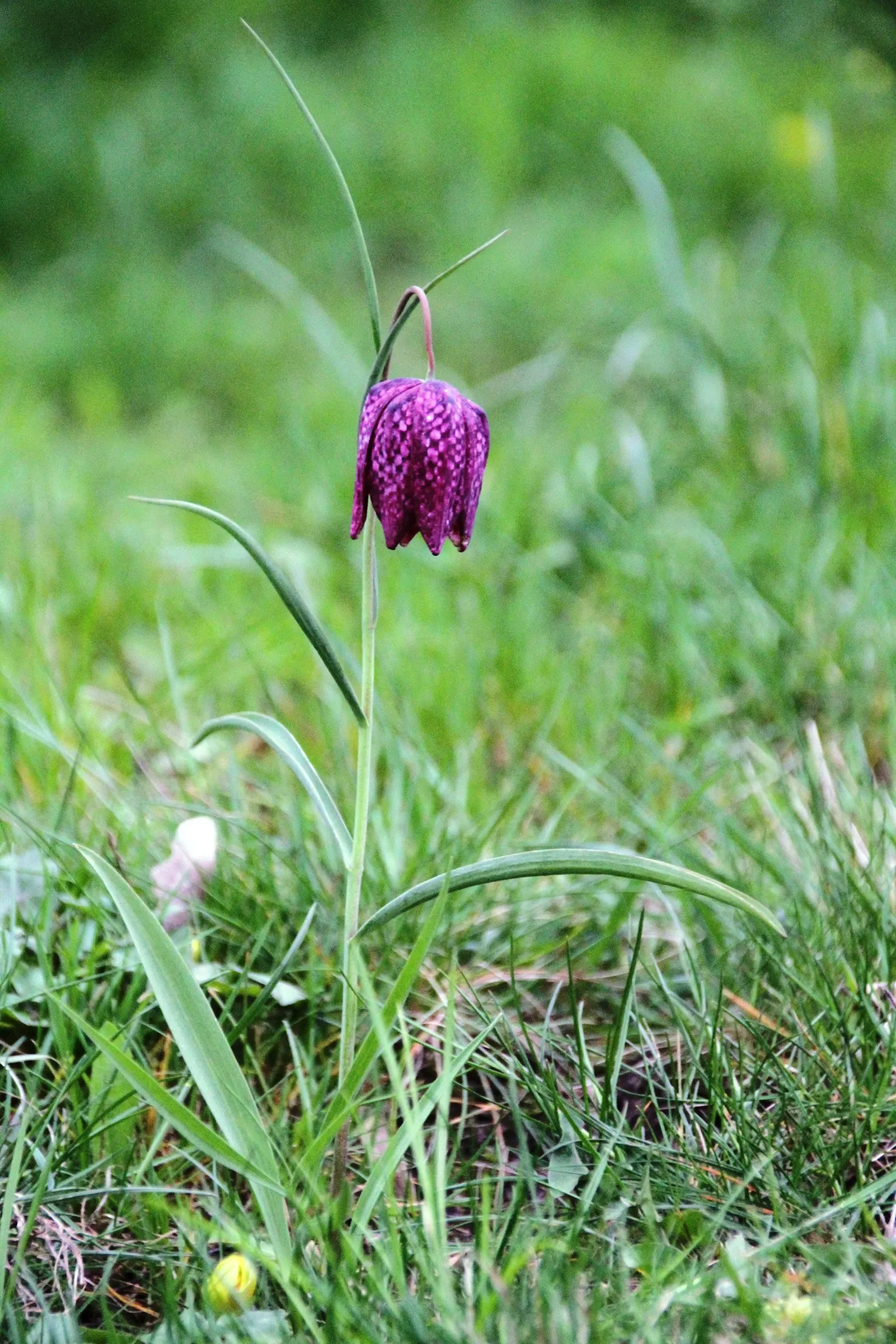 Snake's Head Fritillary (Fritillaria Meleagris) — they exhibit a checkered pattern in hues of purple; at a depth of about 4 inches, image 48
