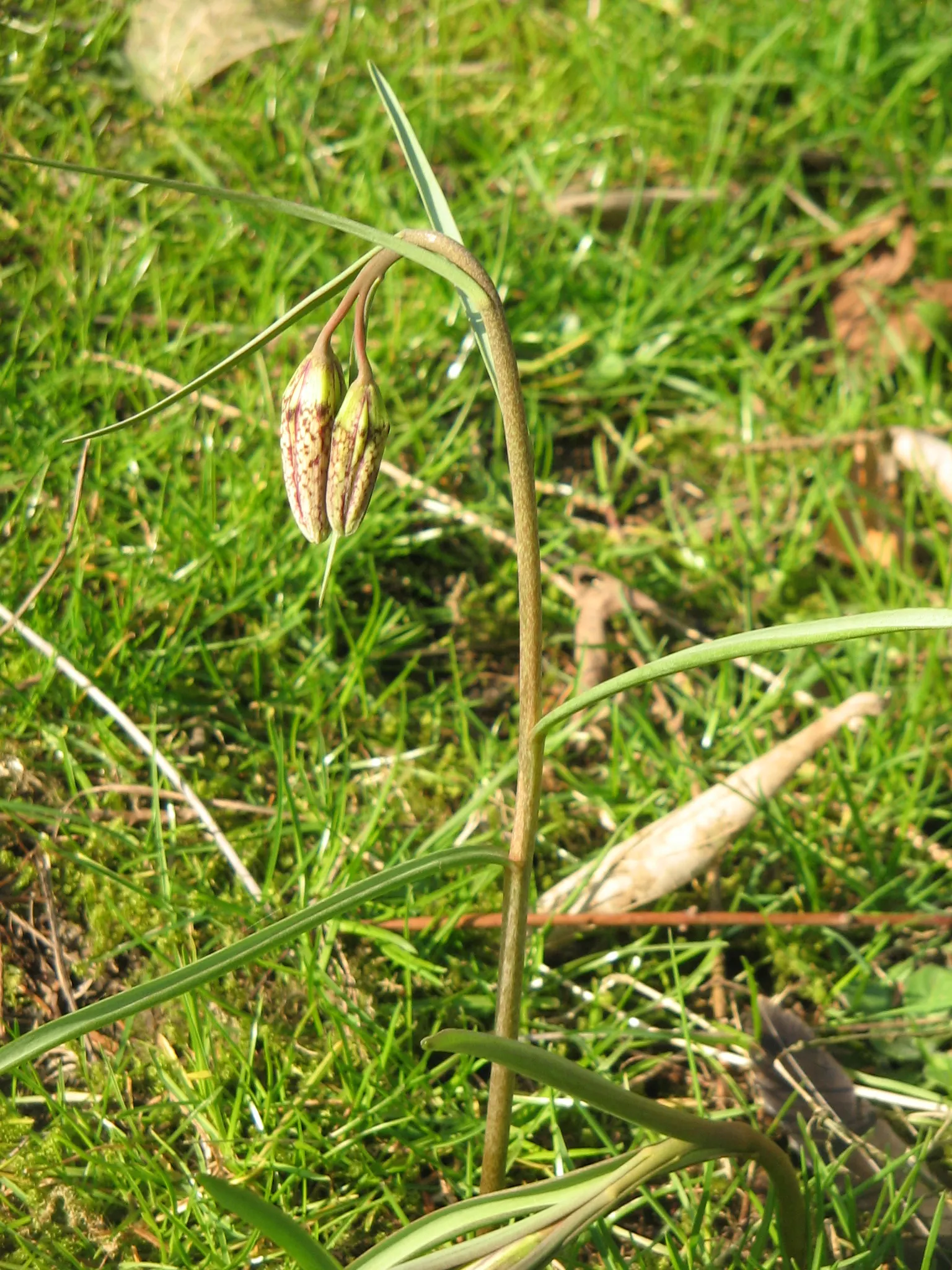 Snake's Head Fritillary (Fritillaria Meleagris) — Renowned for its checkered, bell-shaped blooms in purple or white, it thrives in USDA Zones 4-8, image 122