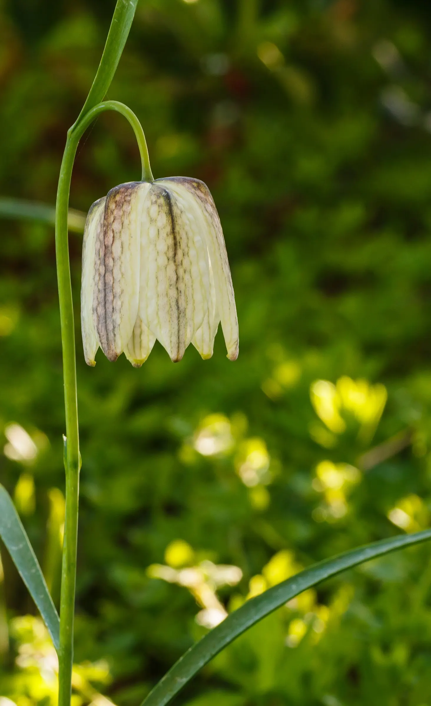 Snake's Head Fritillary (Fritillaria Meleagris) — Renowned for its checkered, bell-shaped blooms in purple or white, it thrives in USDA Zones 4-8, image 42