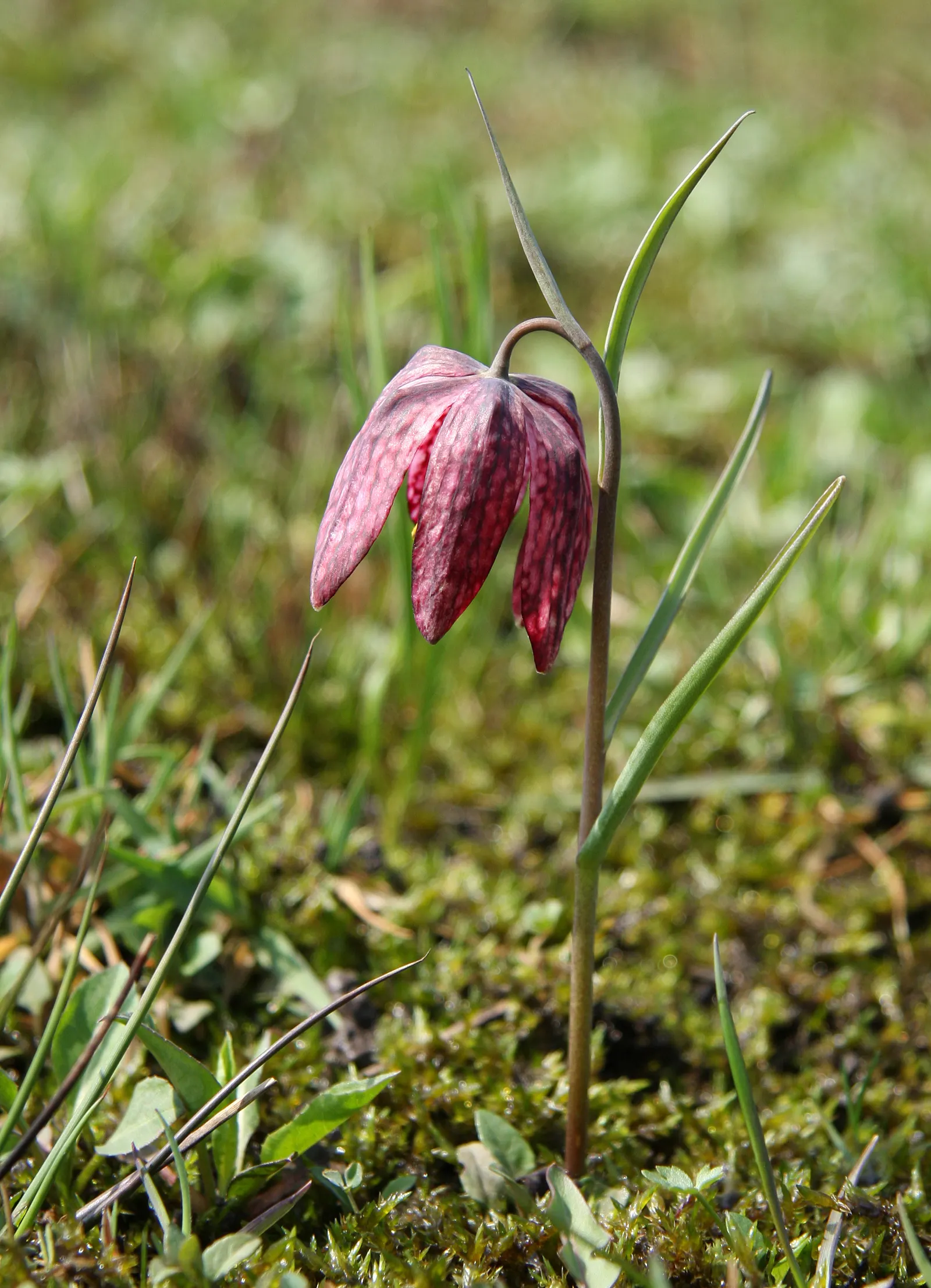 Snake's Head Fritillary (Fritillaria Meleagris) — as well as being an eye-catching addition to borders and beds; this species is also known to, image 74