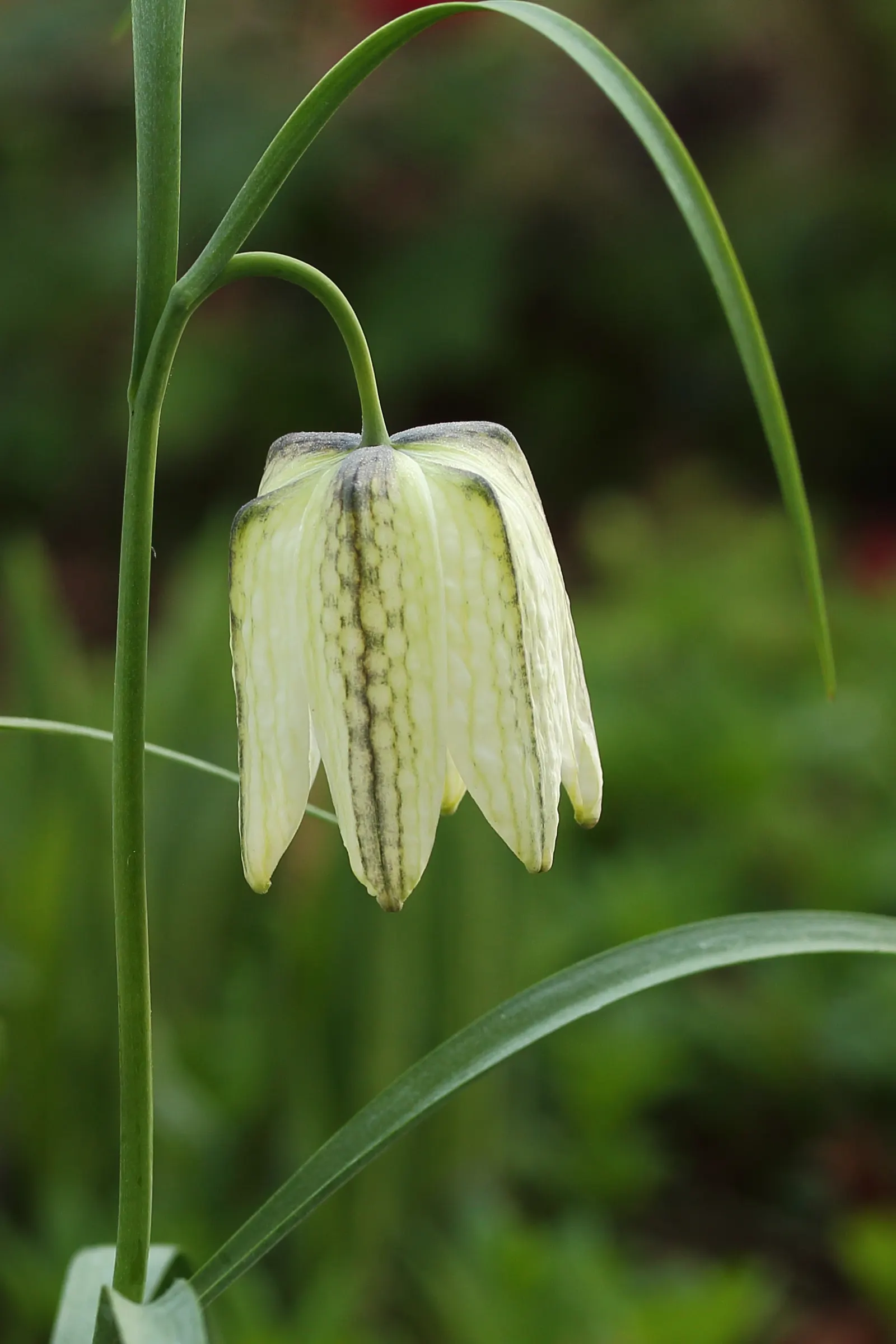 Snake's Head Fritillary (Fritillaria Meleagris) — Gardeners should be aware that while it's resistant to deer browsing