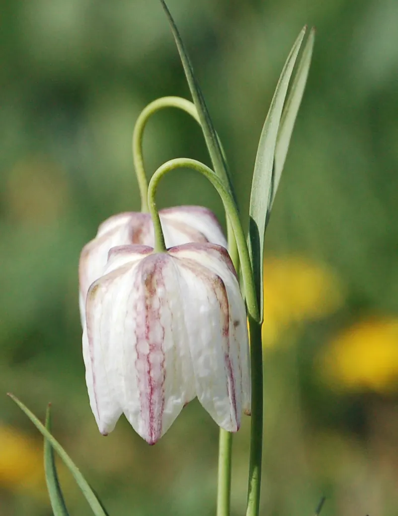 Snake's Head Fritillary (Fritillaria Meleagris) — at a depth of about 4 inches; they exhibit a checkered pattern in hues of purple, image 53