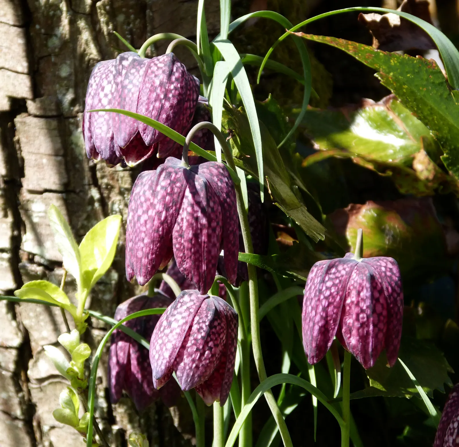 Snake's Head Fritillary (Fritillaria Meleagris) — bulb with purple and red and white blooms; this plant thrives in full to partial sun with, image 119