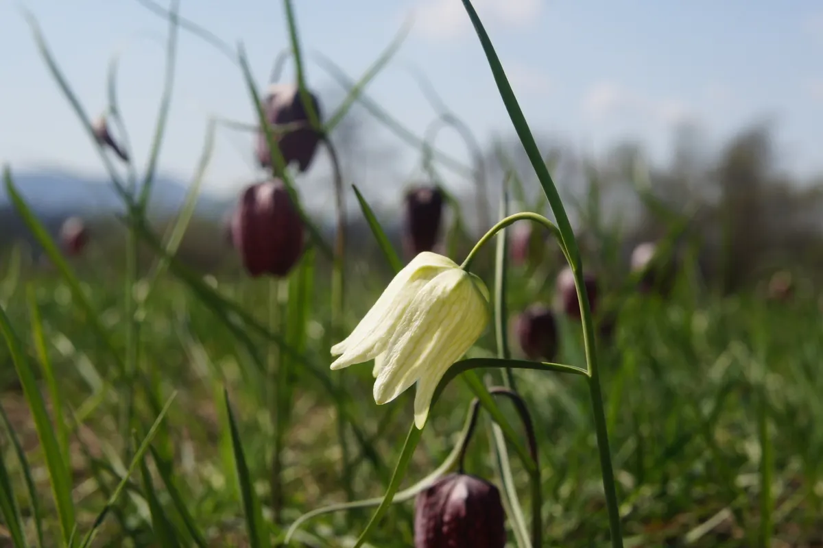 Snake's Head Fritillary (Fritillaria Meleagris) — they exhibit a checkered pattern in hues of purple; at a depth of about 4 inches, image 68