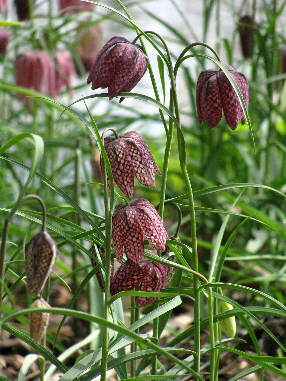 Snake's Head Fritillary (Fritillaria Meleagris) — they exhibit a checkered pattern in hues of purple; at a depth of about 4 inches