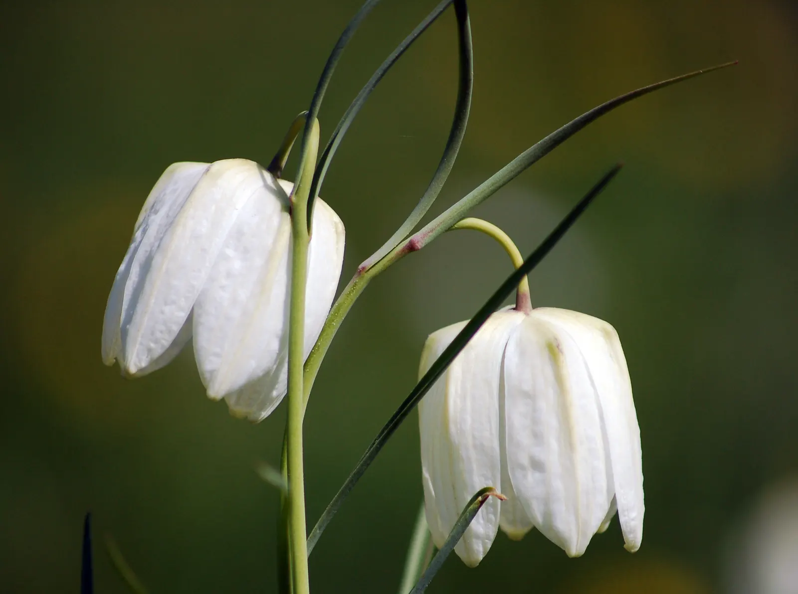 Snake's Head Fritillary (Fritillaria Meleagris) — The bulbs should be planted in the fall; snake's Head Fritillary, Fritillaria meleagris, is a, image 112