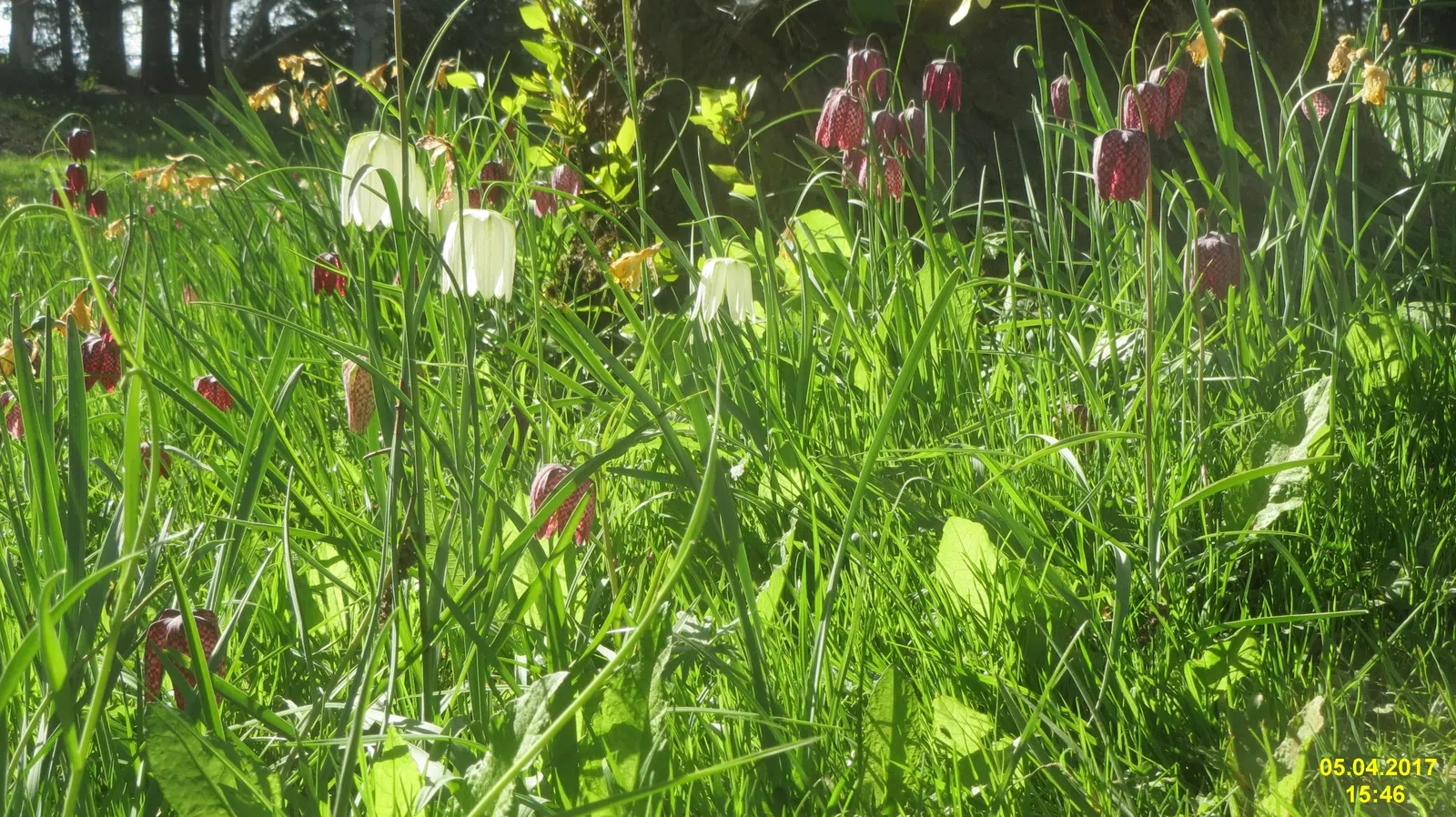 Snake's Head Fritillary (Fritillaria Meleagris) — well-drained soils and partial shade; purple and red and white flowers in the garden, image 63