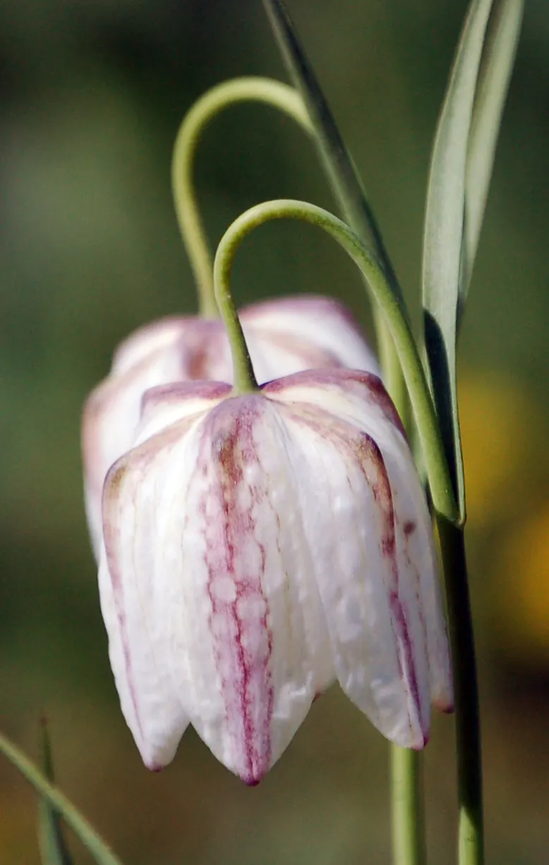 Snake's Head Fritillary (Fritillaria Meleagris) — this low-maintenance plant attracts pollinators while adding a unique patterned display to your garden