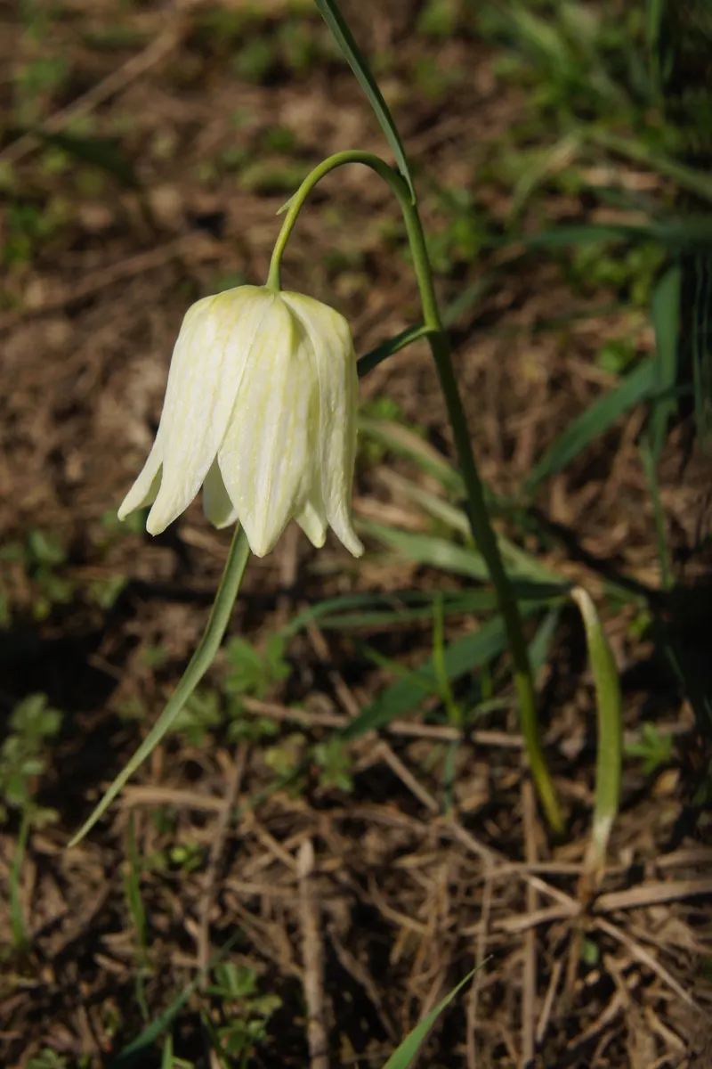 Snake's Head Fritillary (Fritillaria Meleagris) — well-drained soils and partial shade; purple and red and white flowers in the garden, image 83