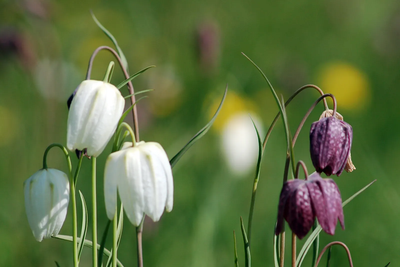 Snake's Head Fritillary (Fritillaria Meleagris) — Gardeners should be aware that while it's resistant to deer browsing; it is essential to consider, image 136