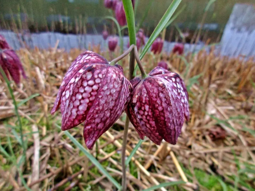 Snake's Head Fritillary (Fritillaria Meleagris) — they exhibit a checkered pattern in hues of purple; at a depth of about 4 inches, image 108