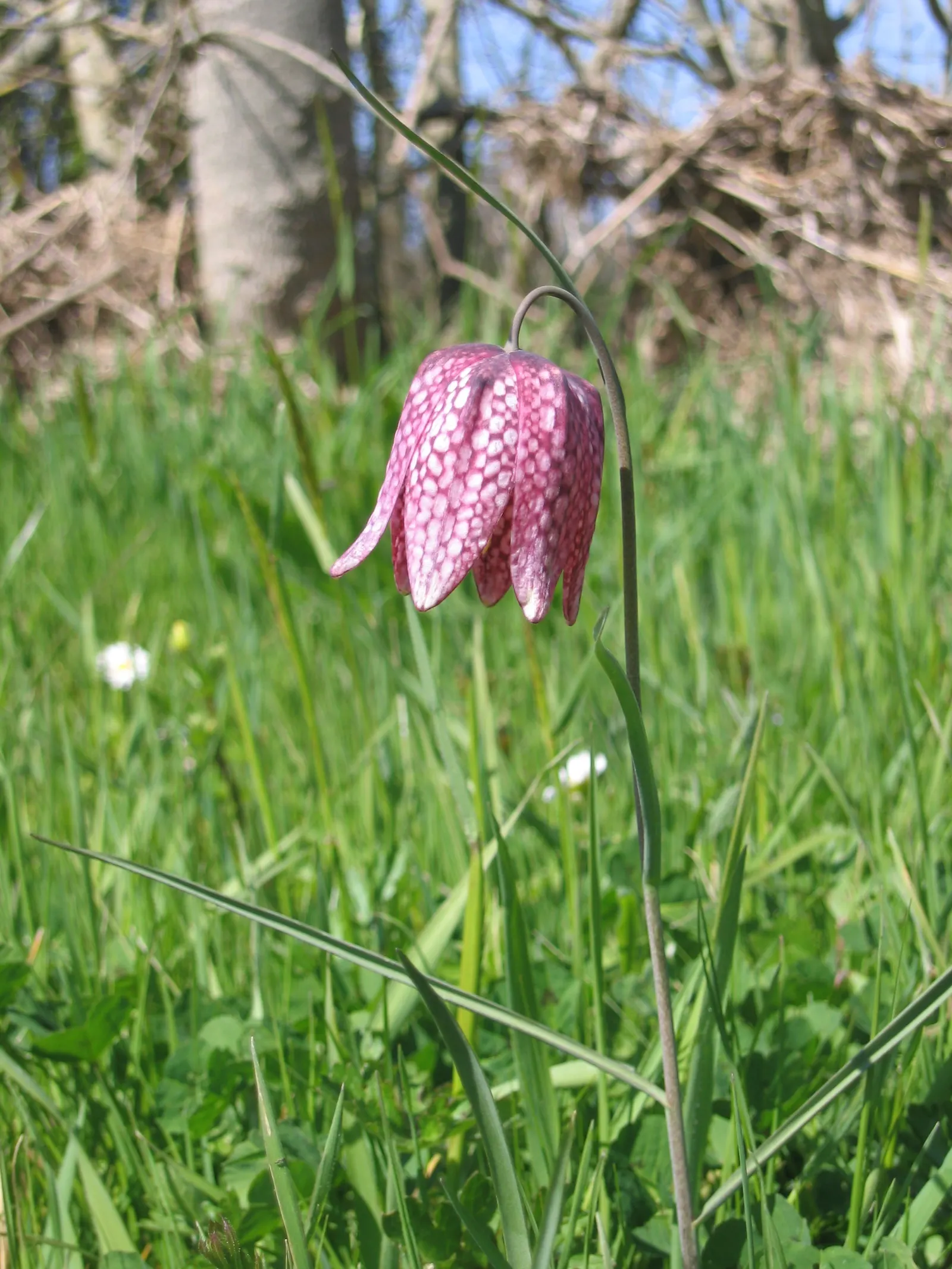 Snake's Head Fritillary (Fritillaria Meleagris) — This plant thrives in full to partial sun with well-draining soil; is a striking and unique perennial that