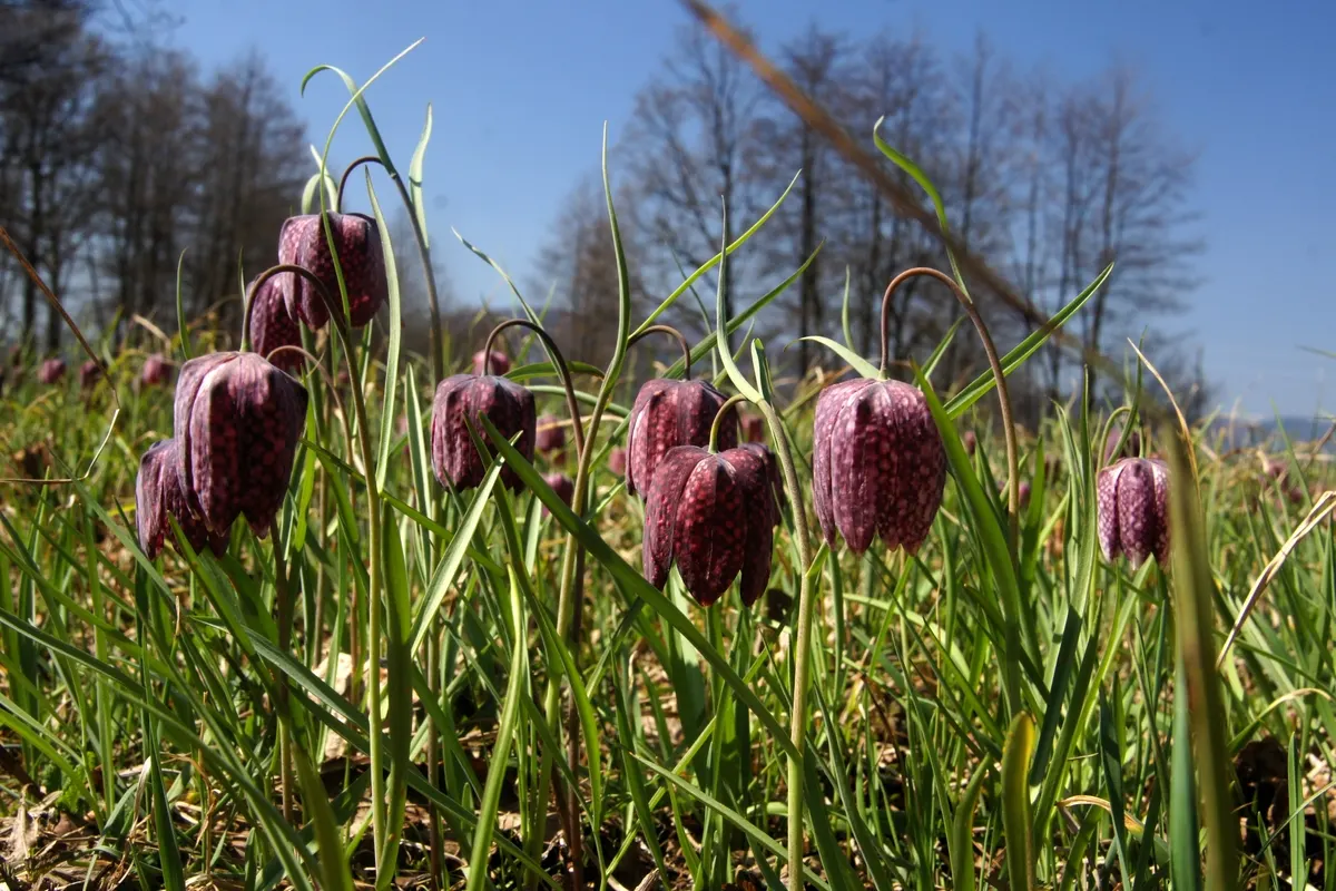 Snake's Head Fritillary (Fritillaria Meleagris) — Snake's Head Fritillary, Fritillaria meleagris, is a perennial bulb standing at 12-16 inches, image 101