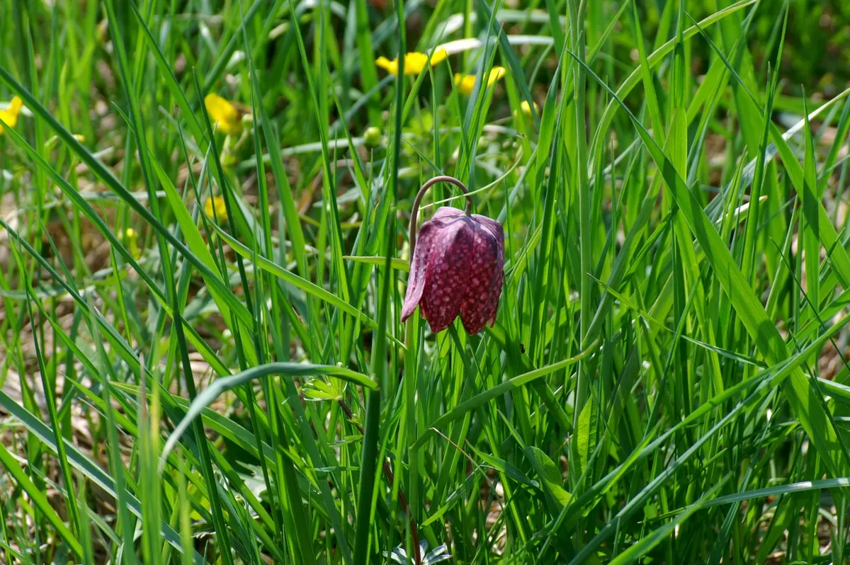 Snake's Head Fritillary (Fritillaria Meleagris) — as well as being an eye-catching addition to borders and beds; this species is also known to, image 134