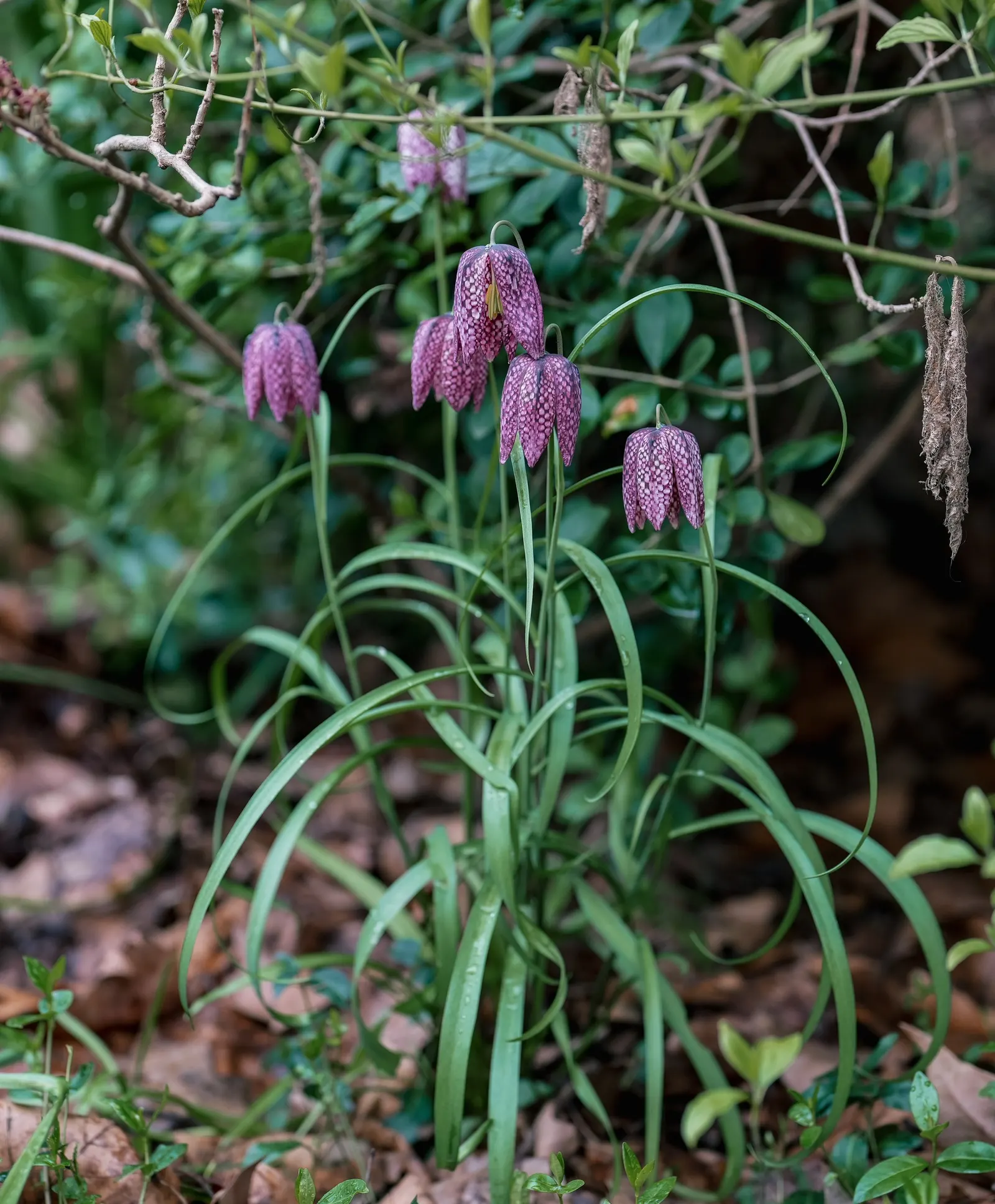 Snake's Head Fritillary (Fritillaria Meleagris) — Snake's Head Fritillary, Fritillaria meleagris, is a perennial bulb standing at 12-16 inches tall; it's ideal