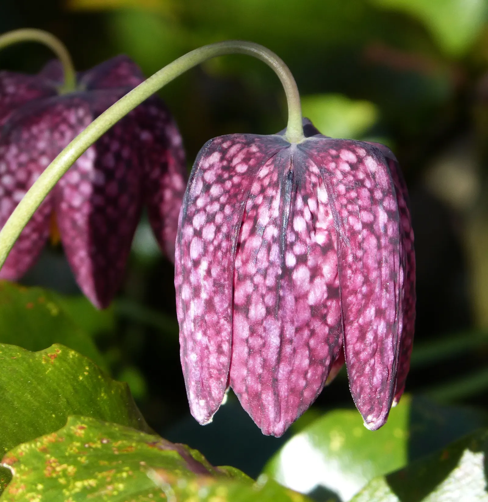 Snake's Head Fritillary (Fritillaria Meleagris) — Gardeners should be aware that while it's resistant to deer browsing; it is essential to consider, image 56