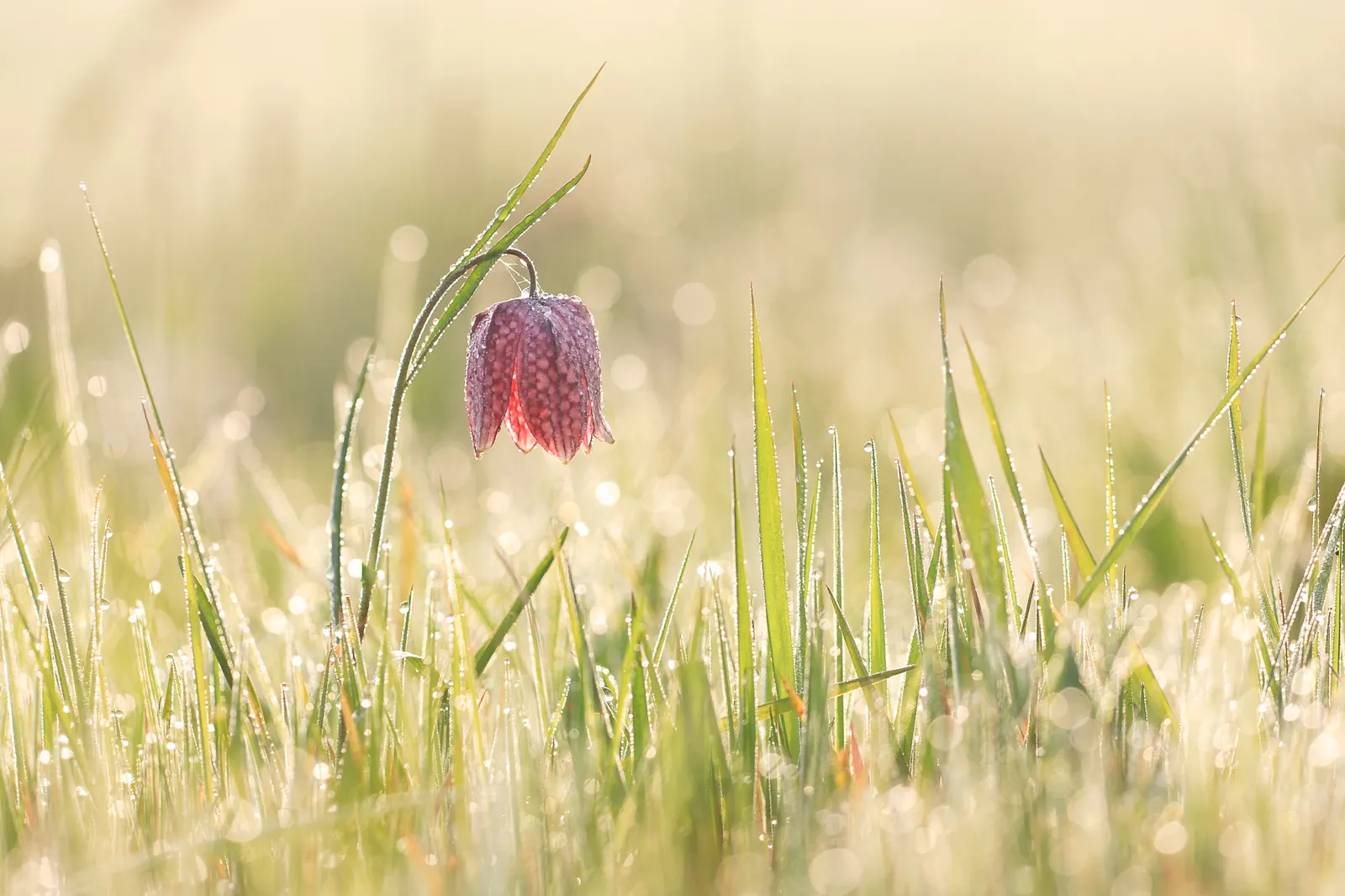 Snake's Head Fritillary (Fritillaria Meleagris) — Gardeners should be aware that while it's resistant to deer browsing; it is essential to consider, image 96