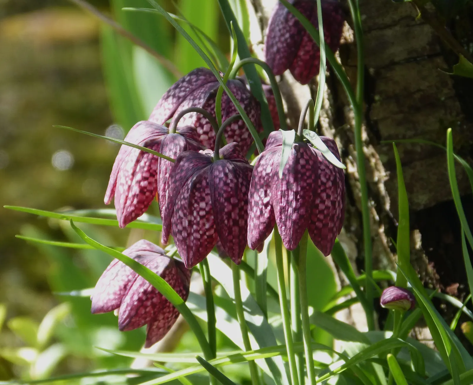 Snake's Head Fritillary (Fritillaria Meleagris) — is a striking and unique perennial that captures attention in any garden