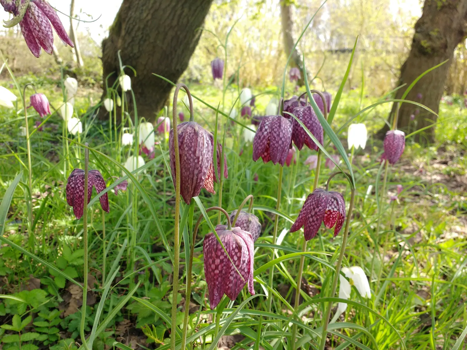 Snake's Head Fritillary (Fritillaria Meleagris) — This species is also known to attract pollinators, adding ecological value to a landscape design, image 95