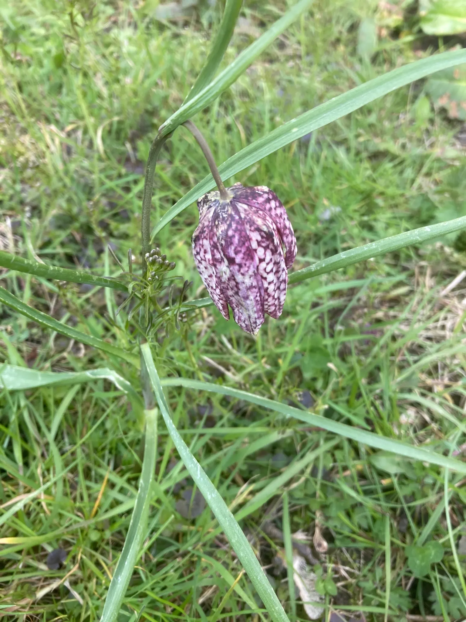 Snake's Head Fritillary (Fritillaria Meleagris) — well-drained soils and partial shade; purple and red and white flowers in the garden, image 103
