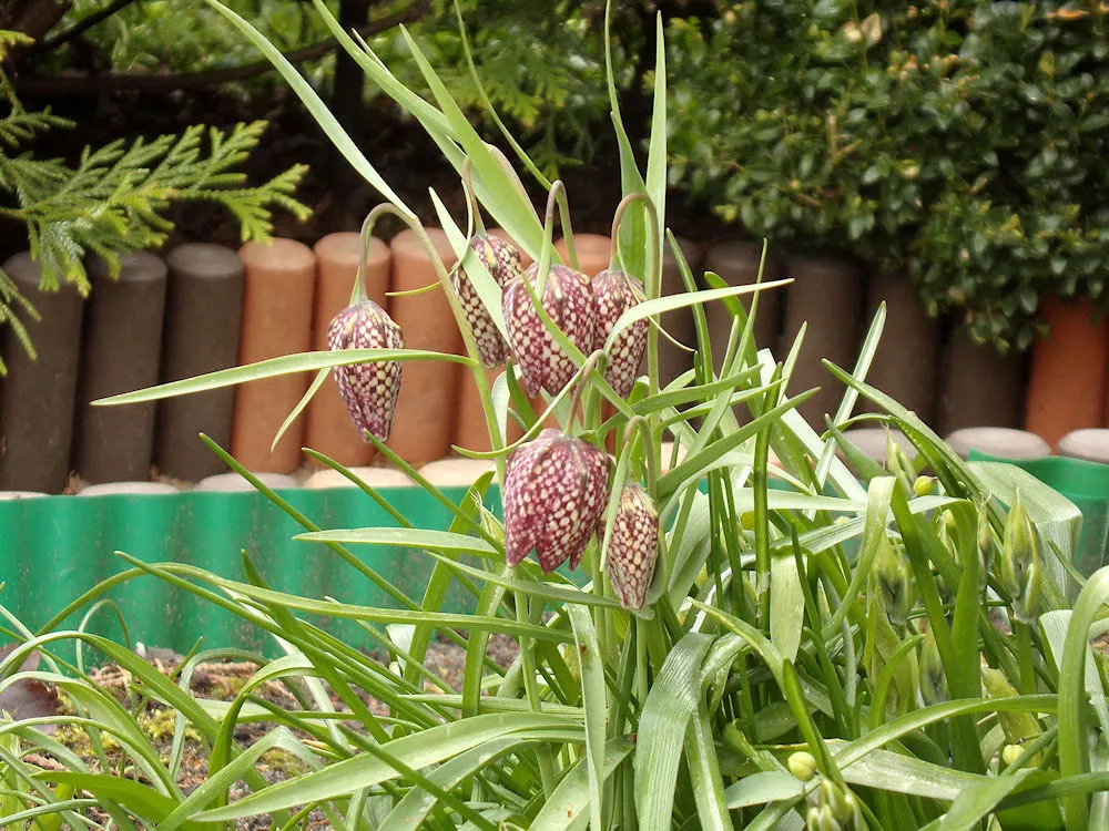 Snake's Head Fritillary (Fritillaria Meleagris) — purple and red and white flowers in the garden