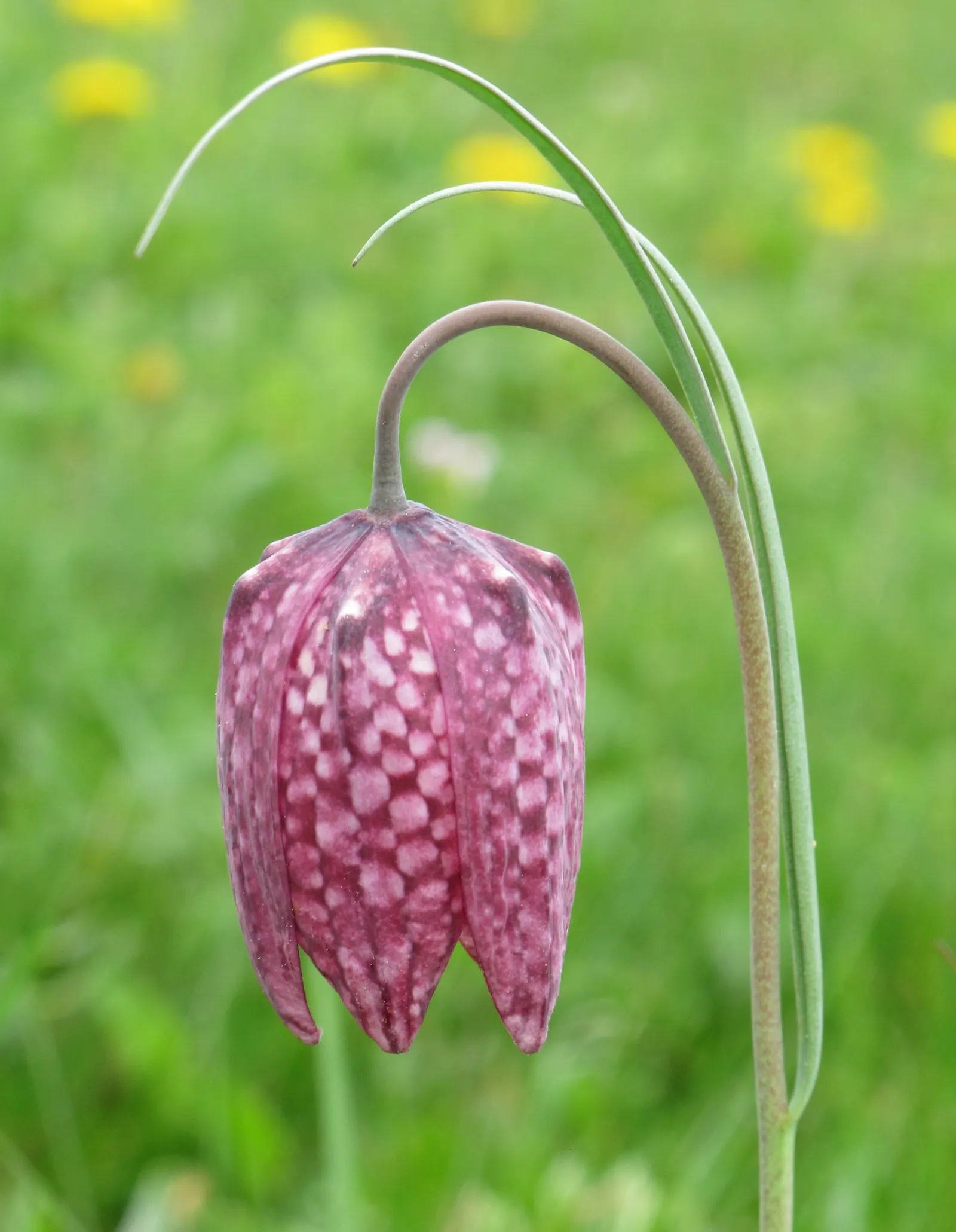Snake's Head Fritillary (Fritillaria Meleagris) — This plant thrives in full to partial sun with well-draining soil; is a striking and unique, image 70