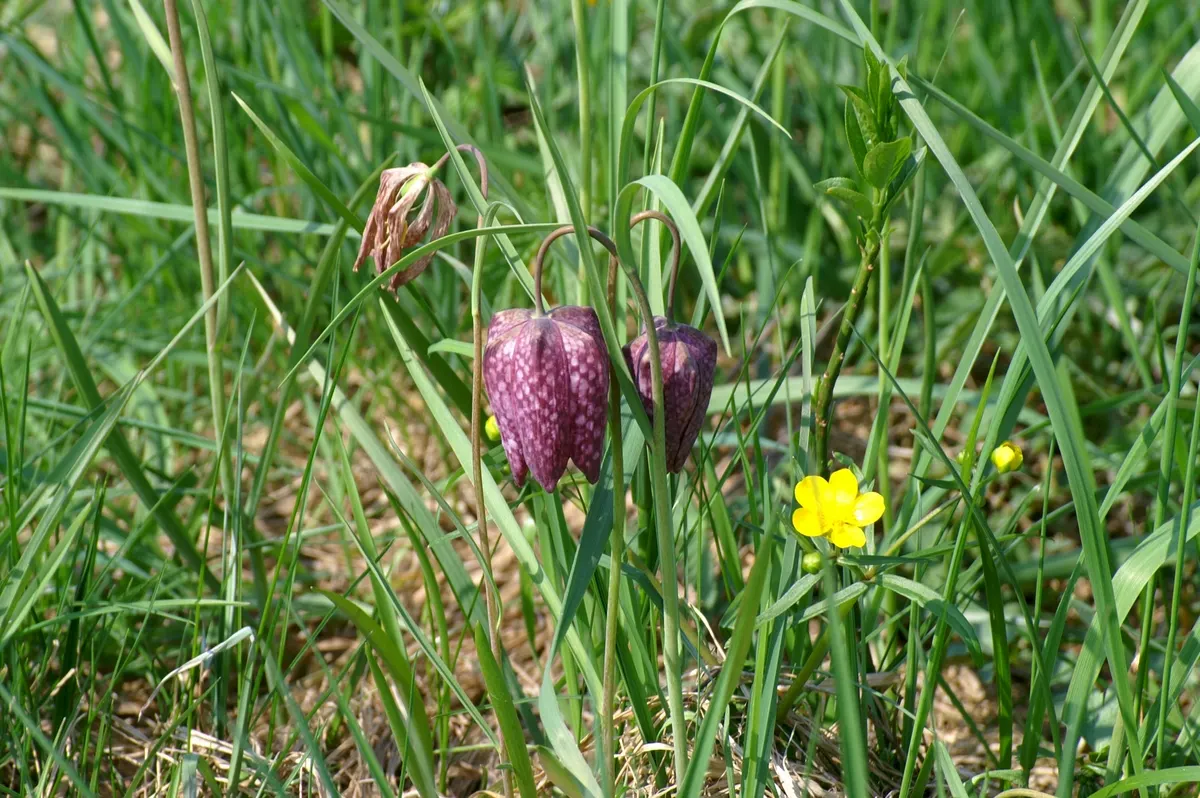 Snake's Head Fritillary (Fritillaria Meleagris) — scientifically named Fritillaria meleagris; bulb with purple and red and white blooms, image 126
