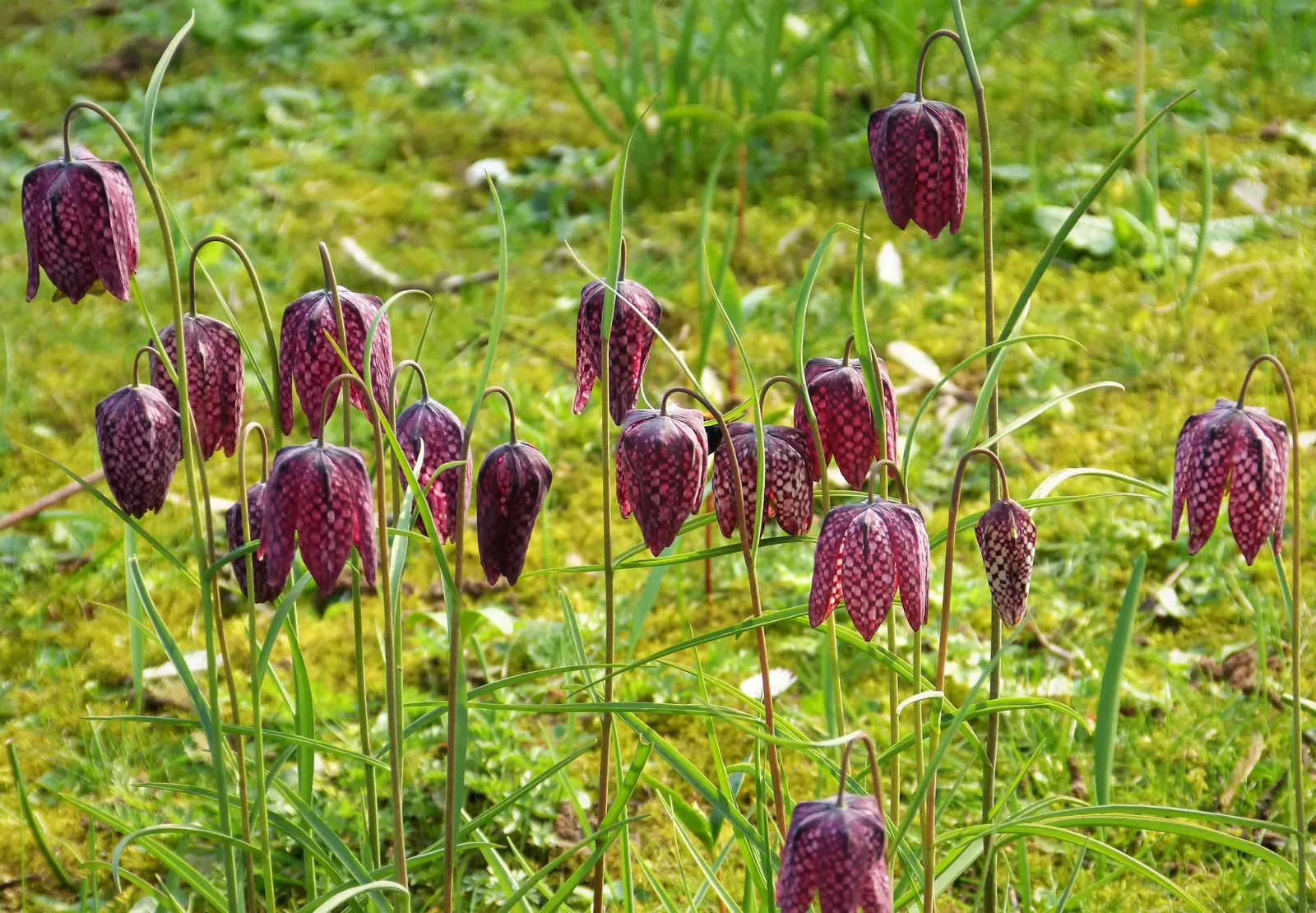 Snake's Head Fritillary (Fritillaria Meleagris) — The bulbs should be planted in the fall; snake's Head Fritillary, Fritillaria meleagris, is a, image 52