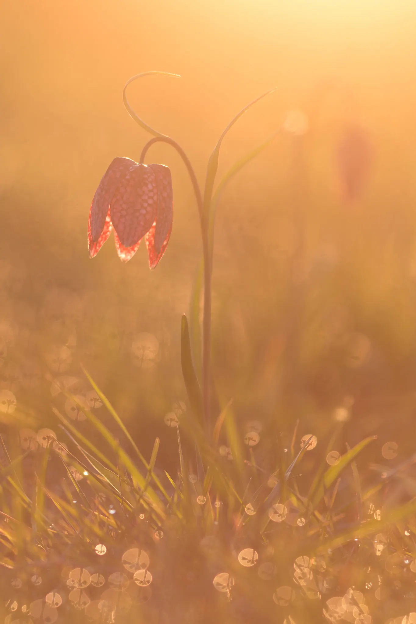 Snake's Head Fritillary (Fritillaria Meleagris) — at a depth of about 4 inches; they exhibit a checkered pattern in hues of purple