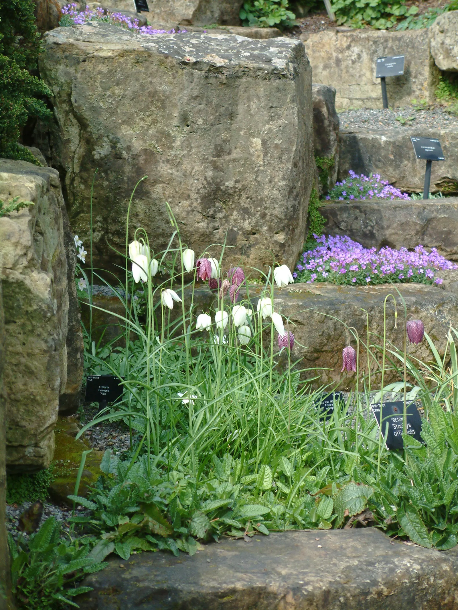 Snake's Head Fritillary (Fritillaria Meleagris) — purple and red and white flowers in the garden; well-drained soils and partial shade, image 118