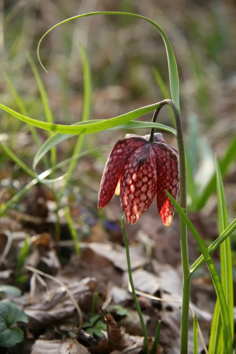 Snake's Head Fritillary (Fritillaria Meleagris) — Renowned for its checkered, bell-shaped blooms in purple or white, it thrives in USDA Zones 4-8, image 102