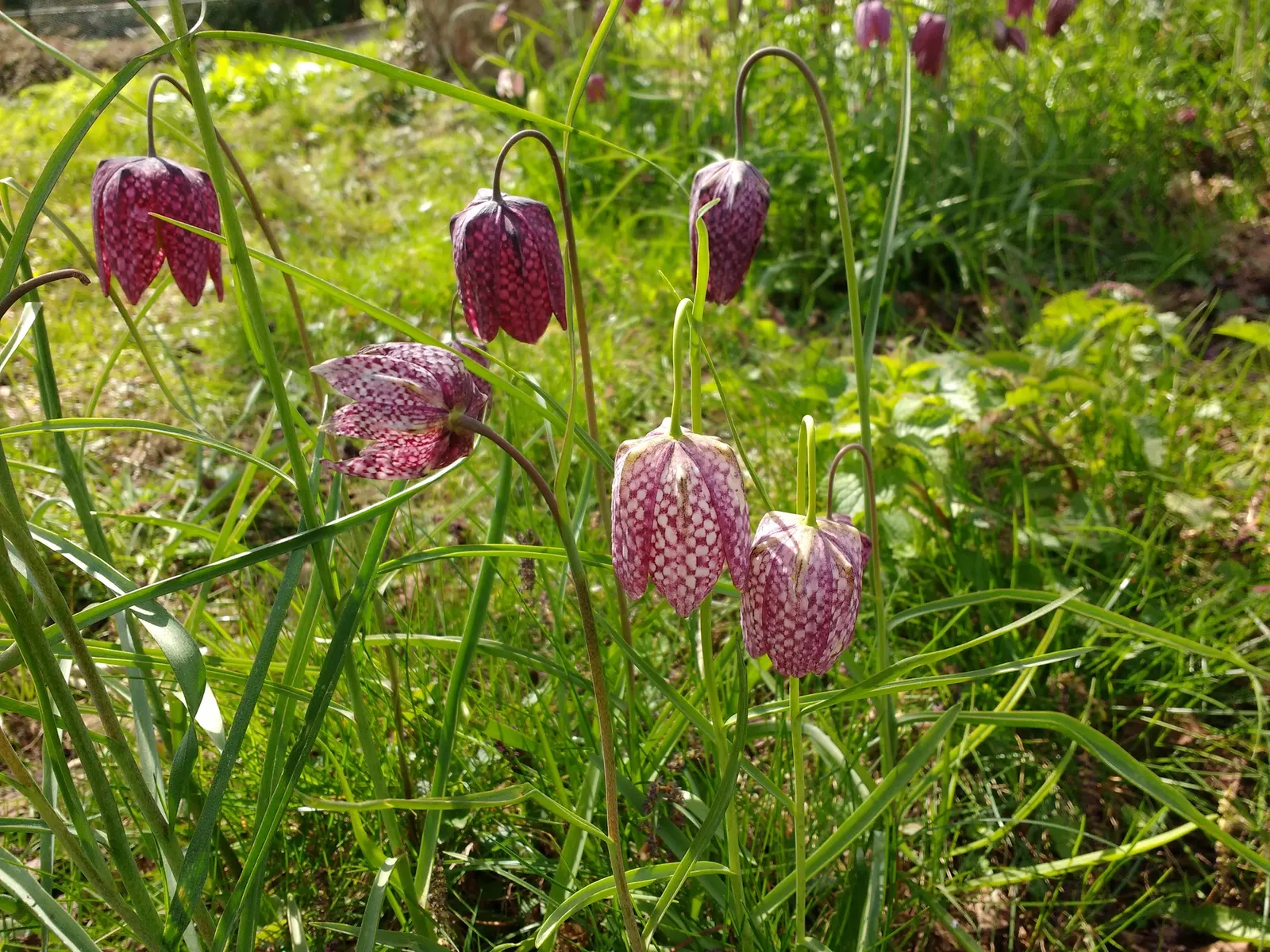 Snake's Head Fritillary (Fritillaria Meleagris) — Snake's Head Fritillary, Fritillaria meleagris, is a perennial bulb standing at 12-16 inches, image 81