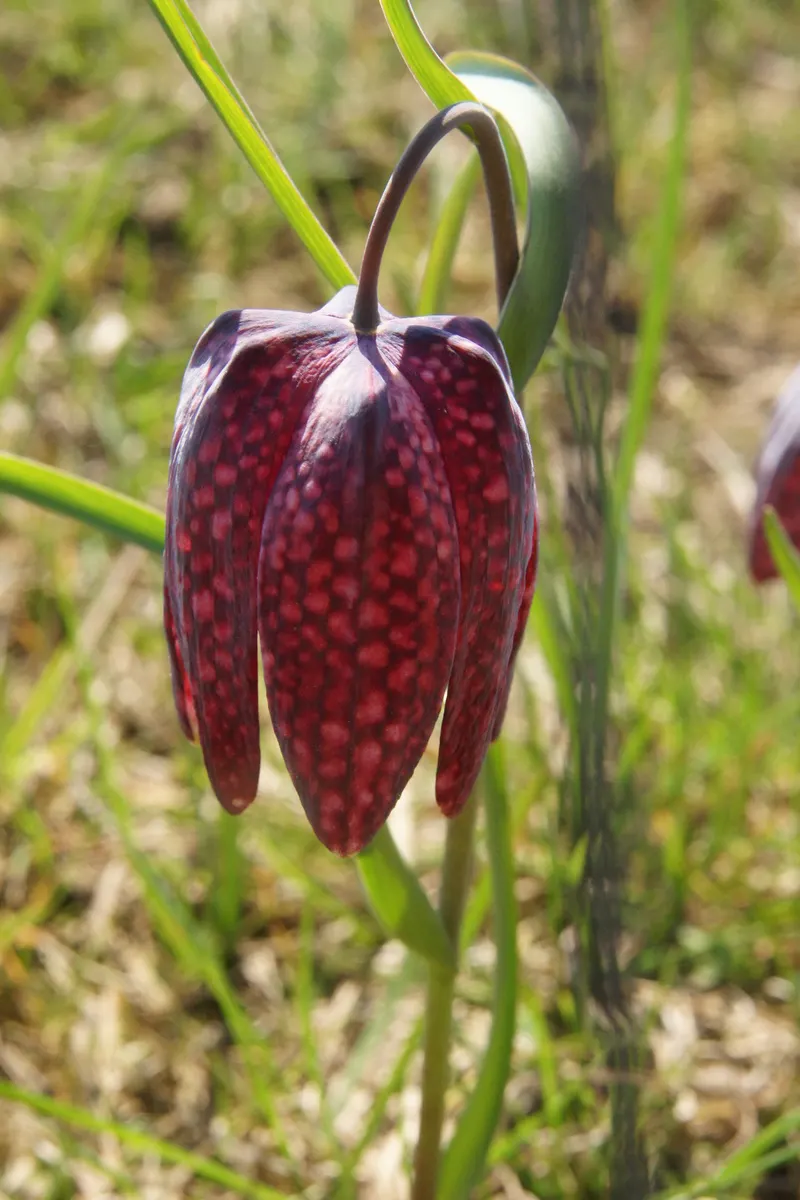 Snake's Head Fritillary (Fritillaria Meleagris) — biodiversity-friendly garden environment; gardeners should be aware that while it's resistant to, image 97