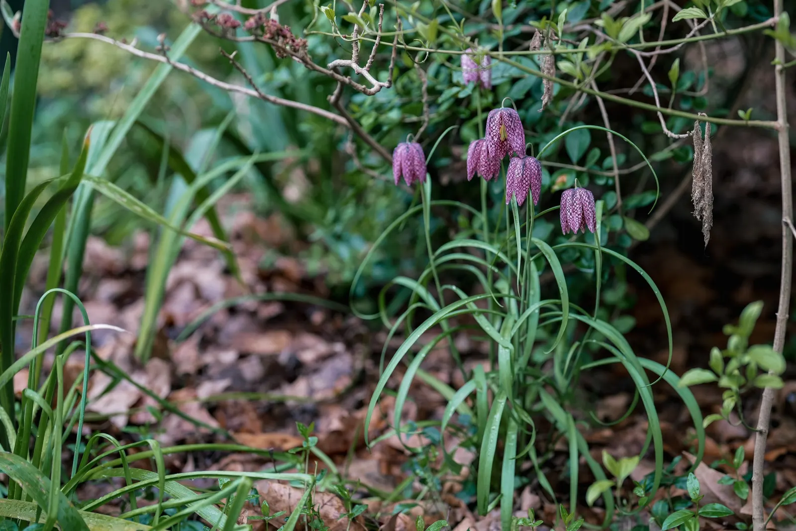 Snake's Head Fritillary (Fritillaria Meleagris) — it is essential to consider the growing conditions for the Snake's Head Fritillary; bulb for full or half